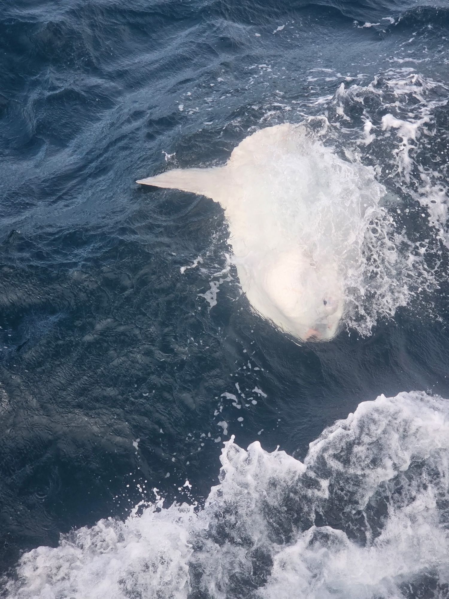 A large white fish partially submerged in choppy ocean waves.