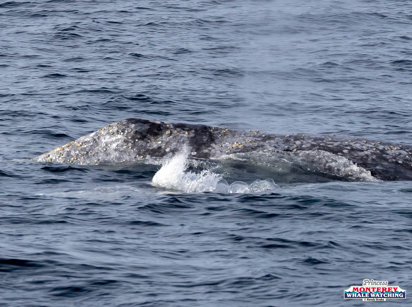 A gray whale partially submerged, surfacing in the ocean with visible barnacles.
