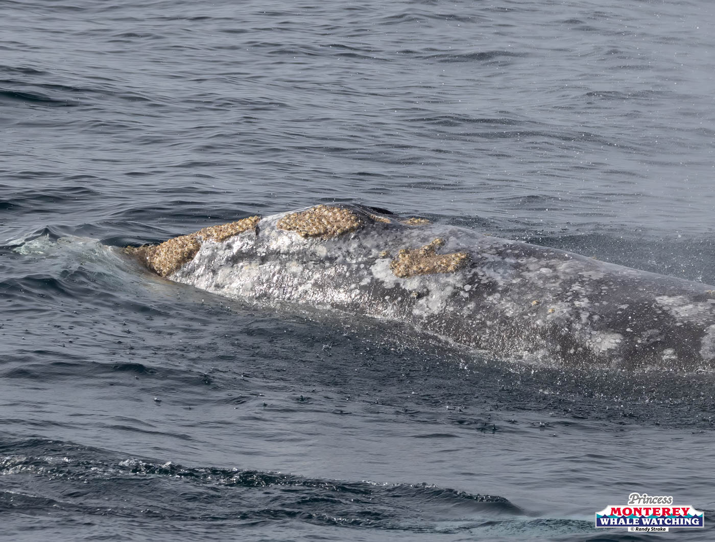 Gray whale with barnacles swimming near the ocean surface.