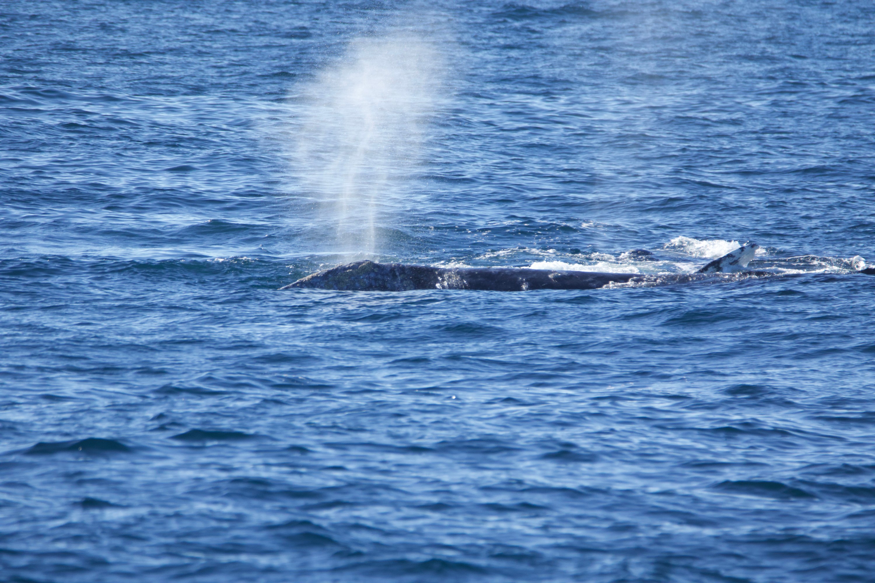 Whale spouting water in the ocean, visible above the surface.