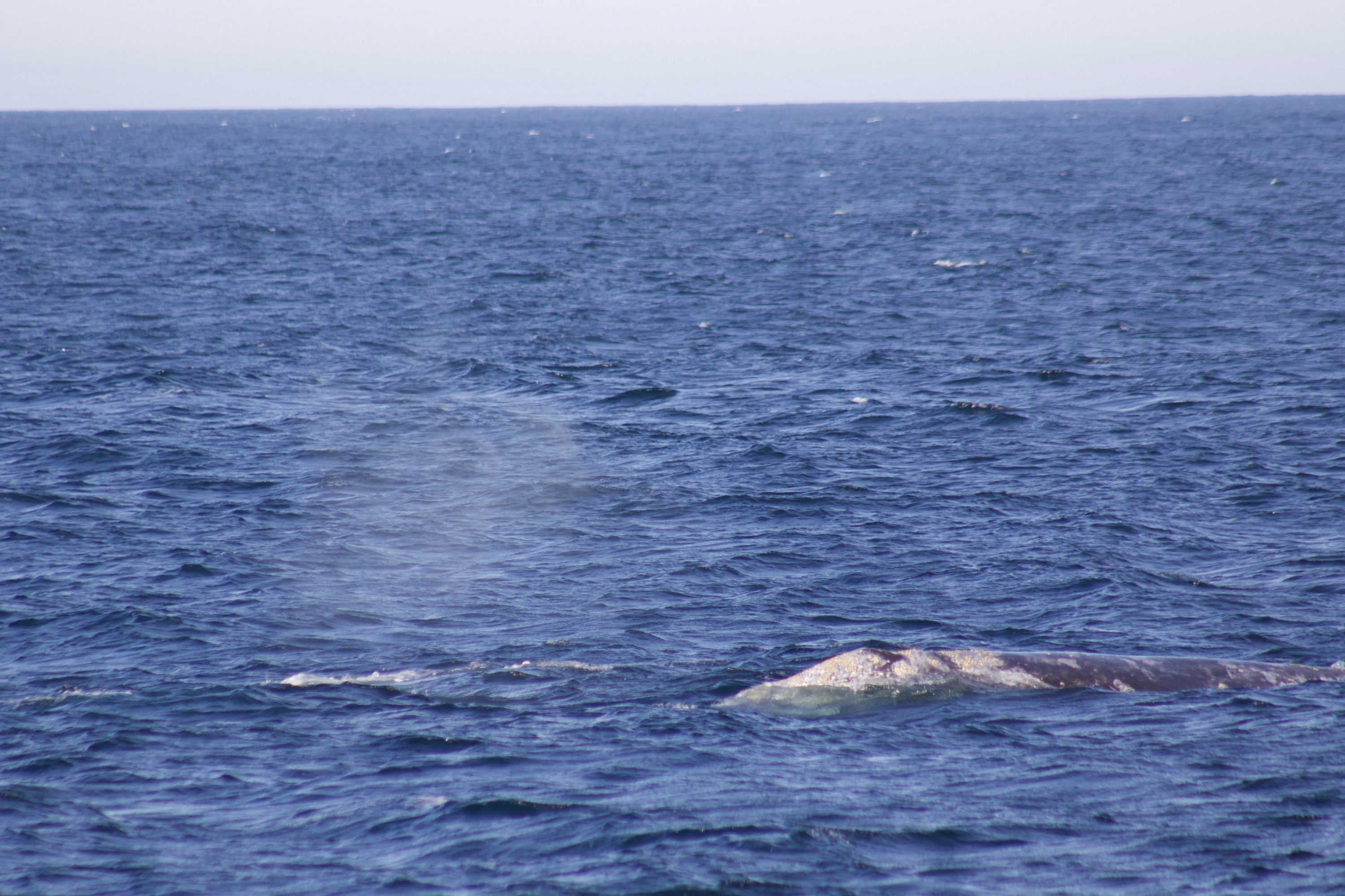 Whale surfacing in the ocean with visible spout.