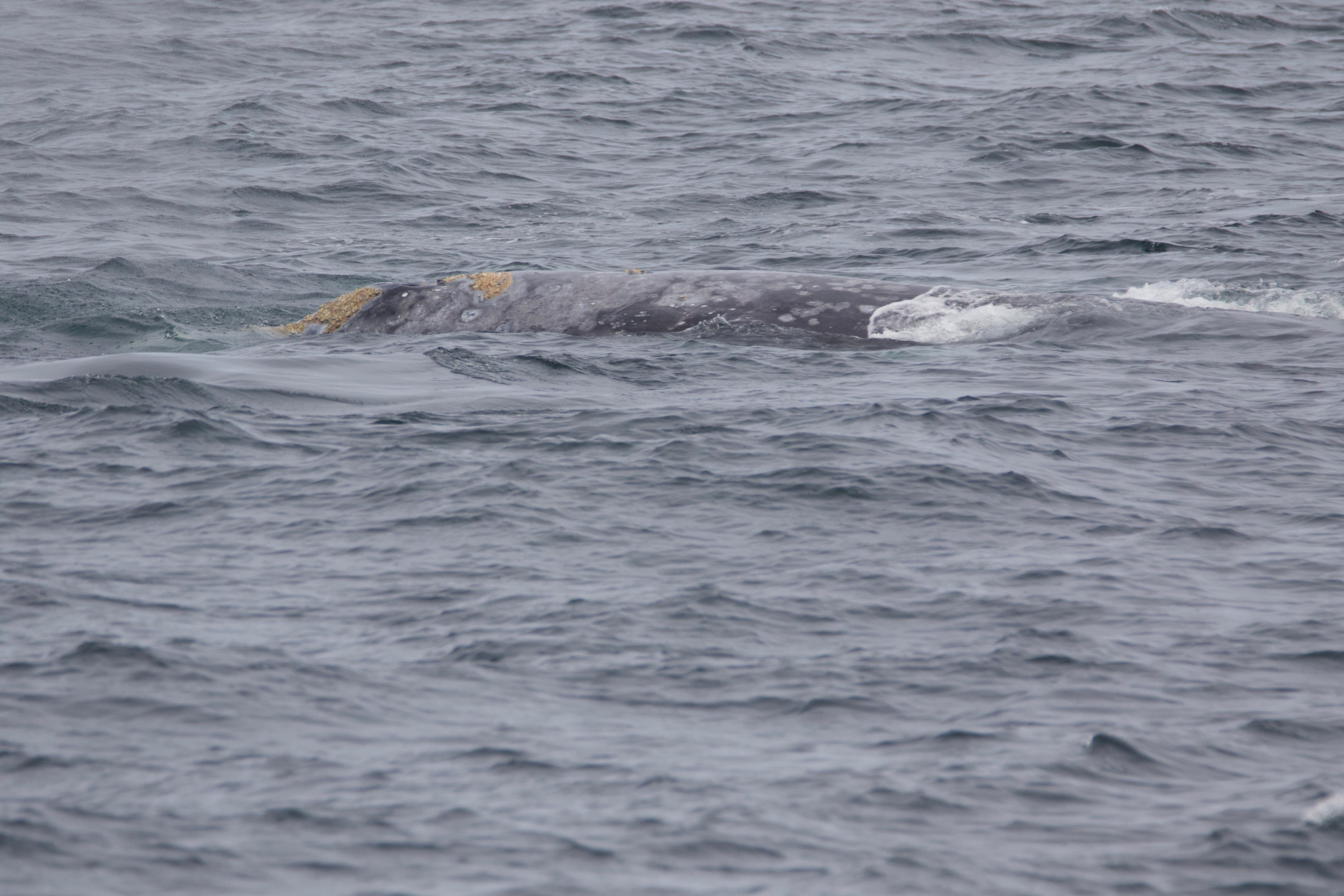 Gray whale surfacing partially in rough ocean water.