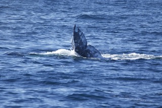 Whale fin emerging from ocean waters under a clear blue sky.