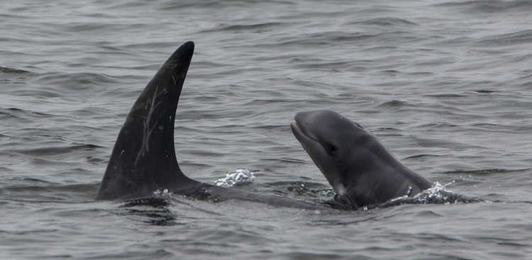 Two dolphins swimming in the ocean, one with its dorsal fin visible.