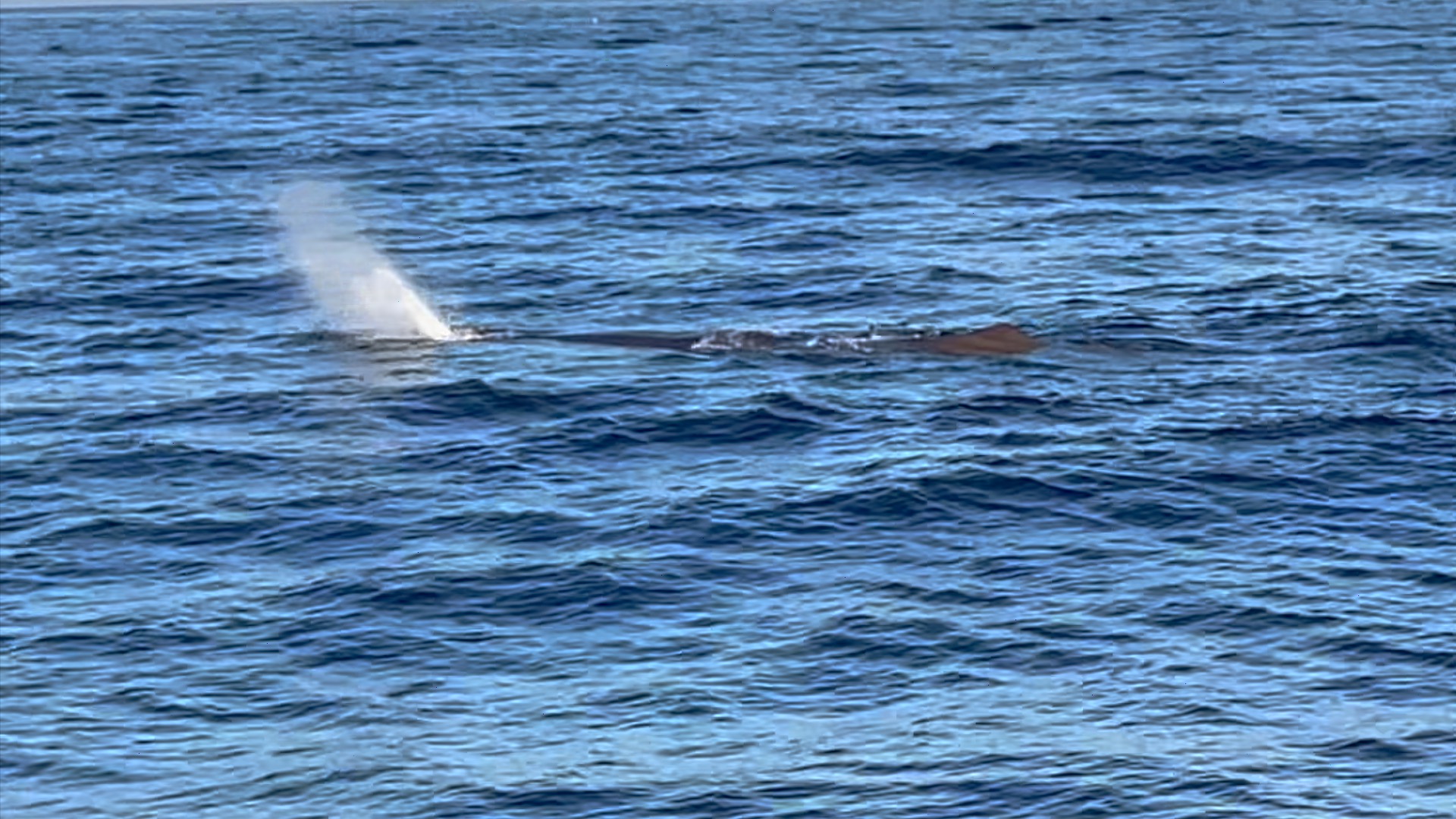 Whale exhaling mist above the ocean surface with ripple waves.