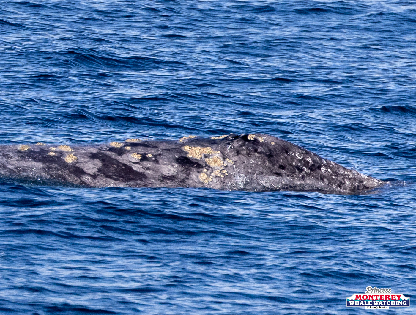A gray whale partly submerged in blue ocean with barnacles on its back.
