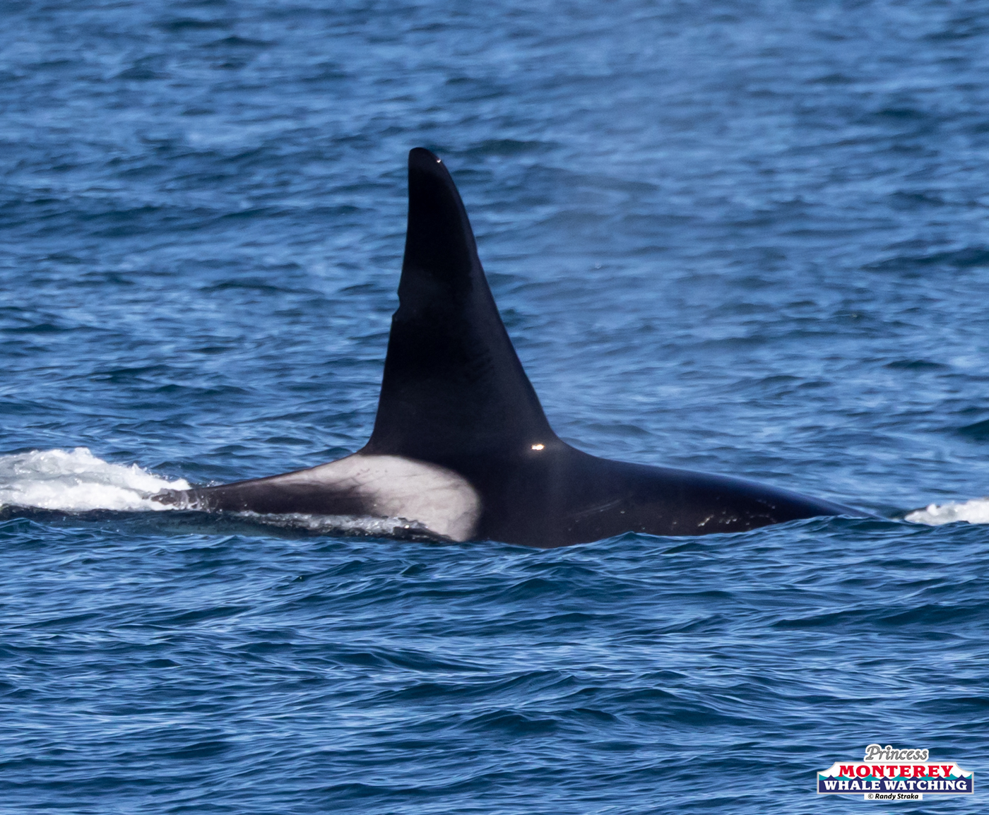 Orca's dorsal fin above water in the ocean on a clear day.