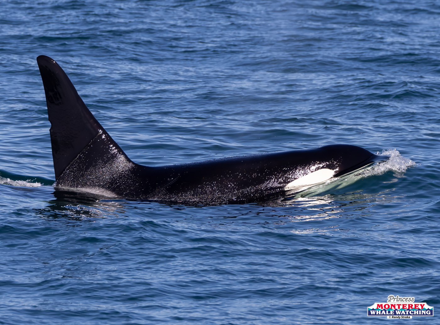 An orca swimming in the ocean with its dorsal fin visible above the water.