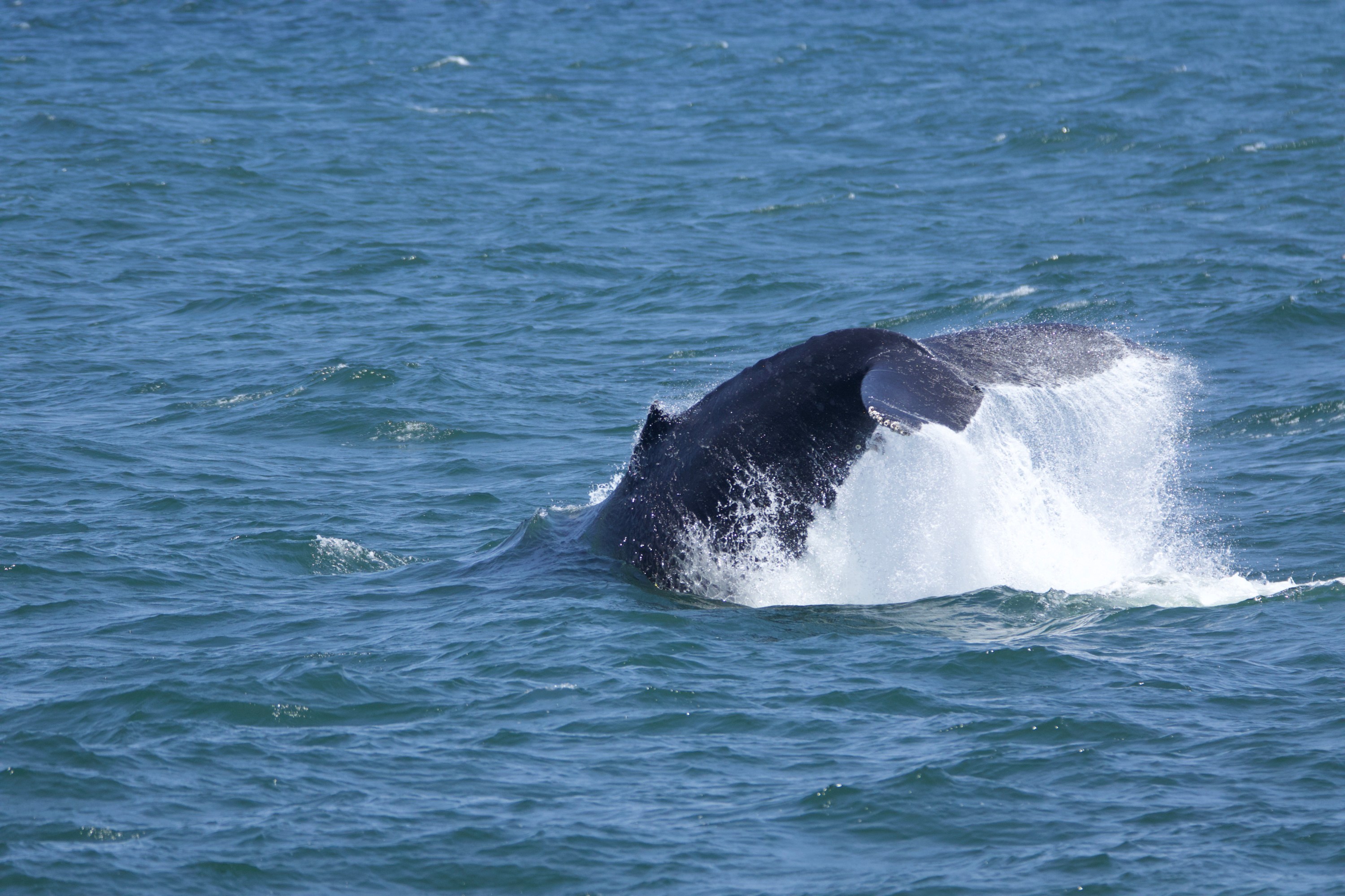 A whale's tail splashing in the ocean water.