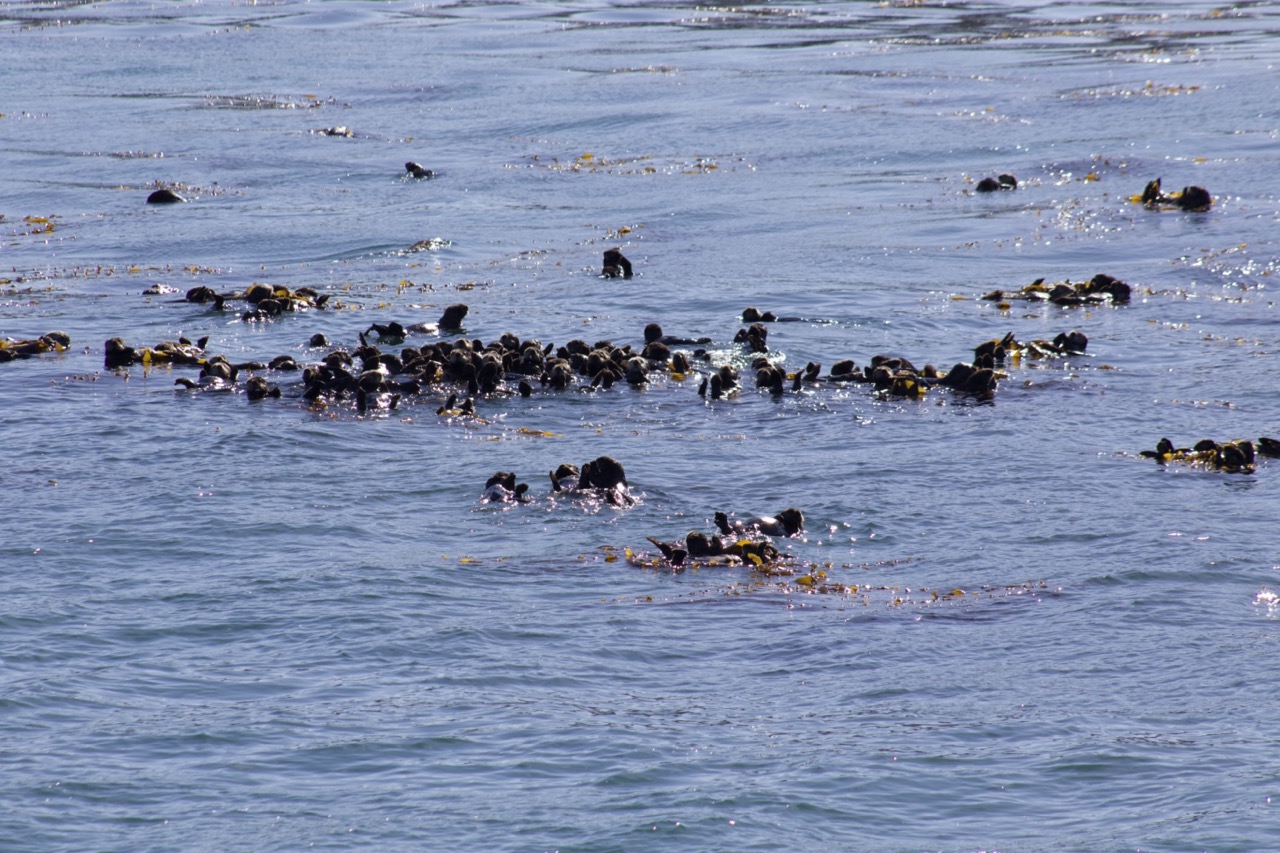 Group of sea otters floating on water among kelp in an ocean scene.