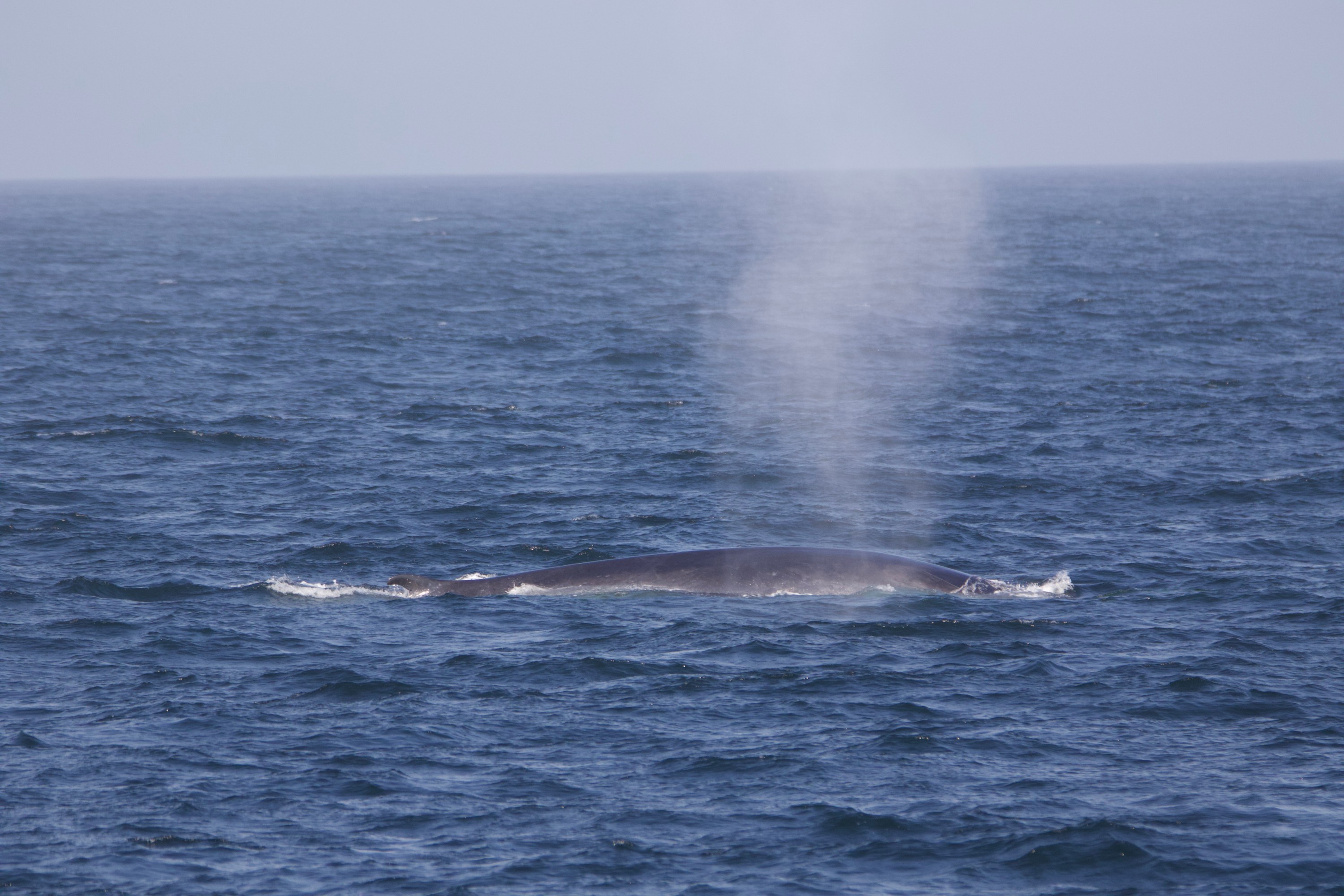 A whale spouting water in the ocean under a clear sky.