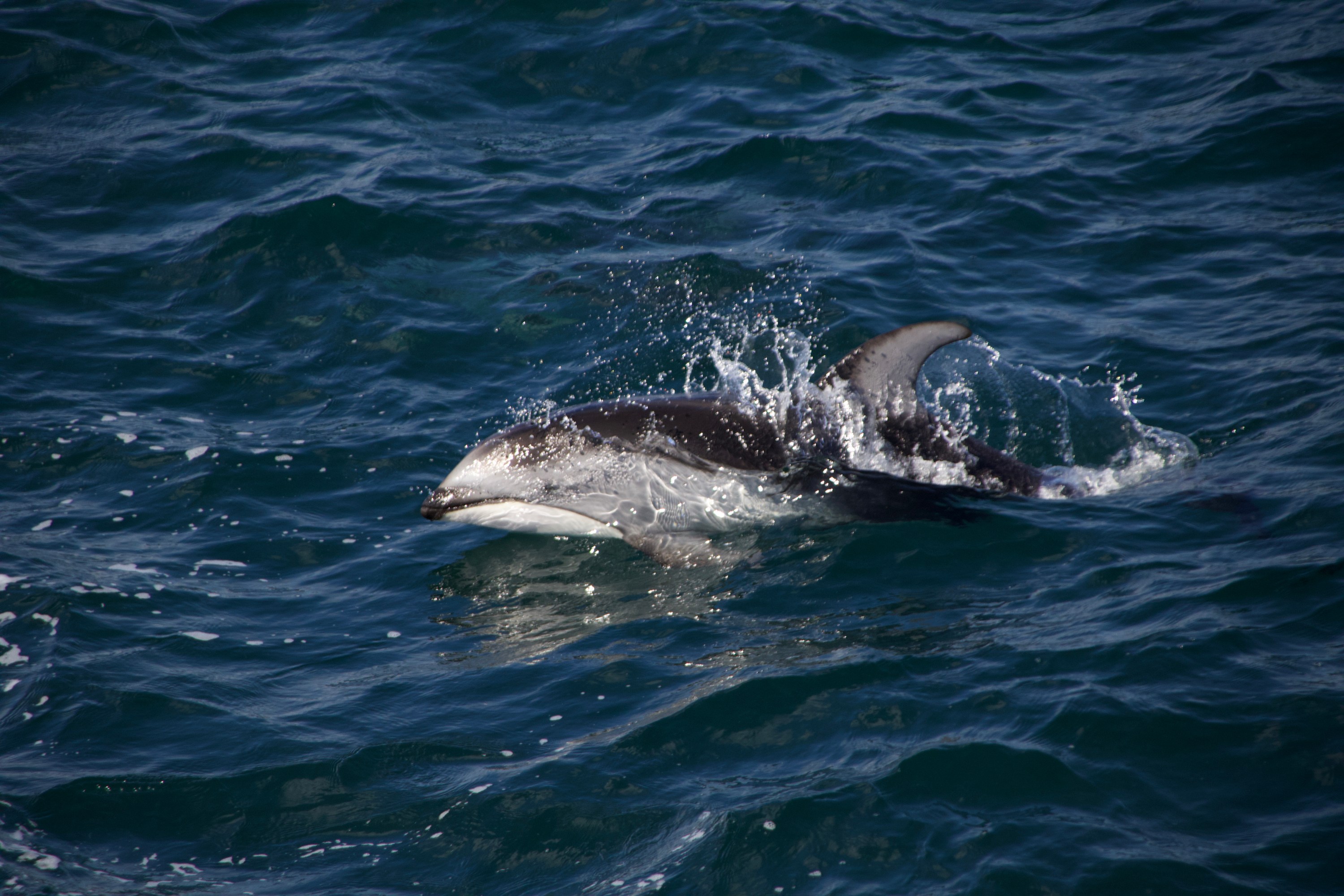 Dolphin swimming close to the water surface with visible dorsal fin.