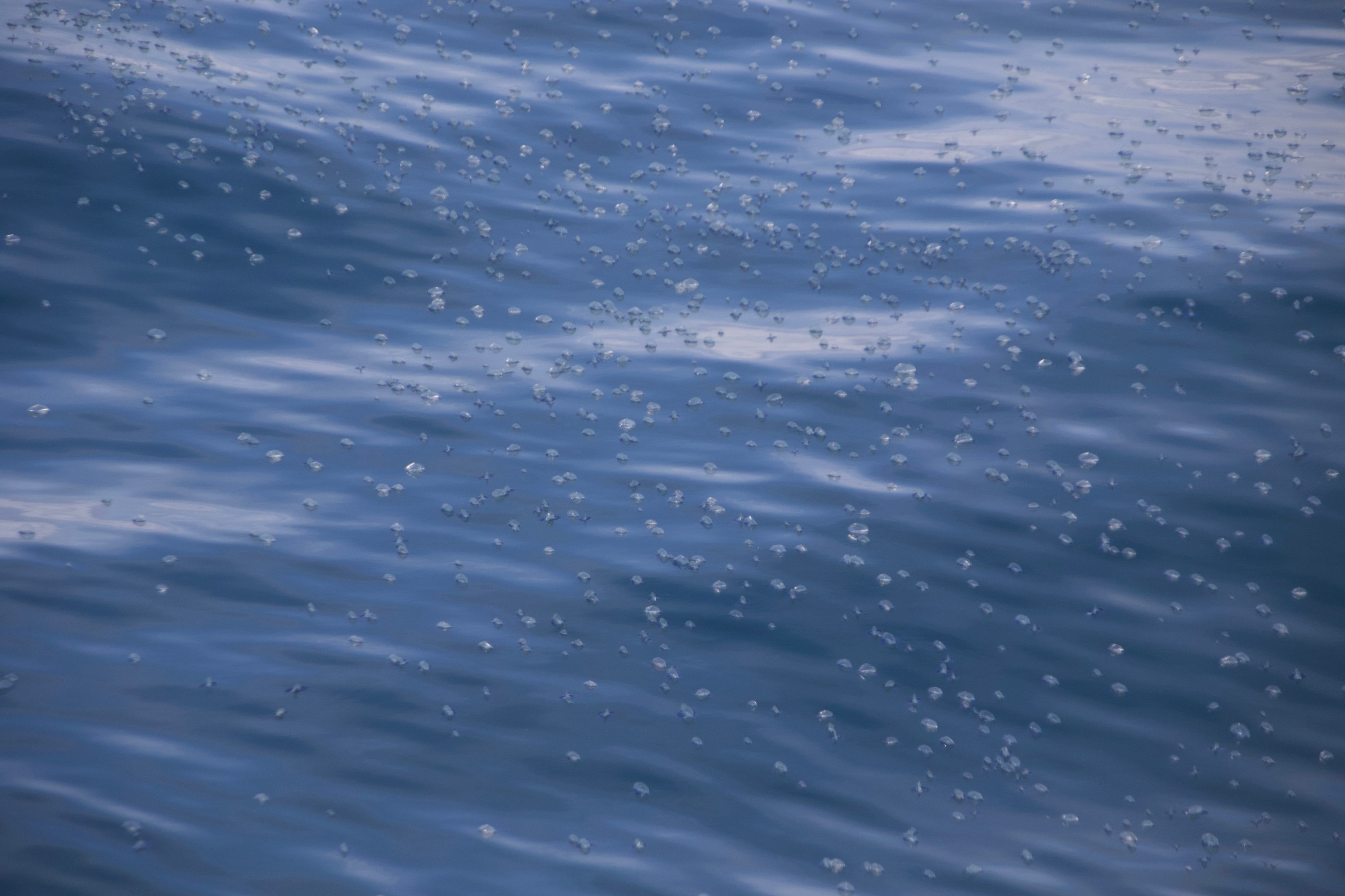 Blue water surface with small jellyfish floating scattered across.