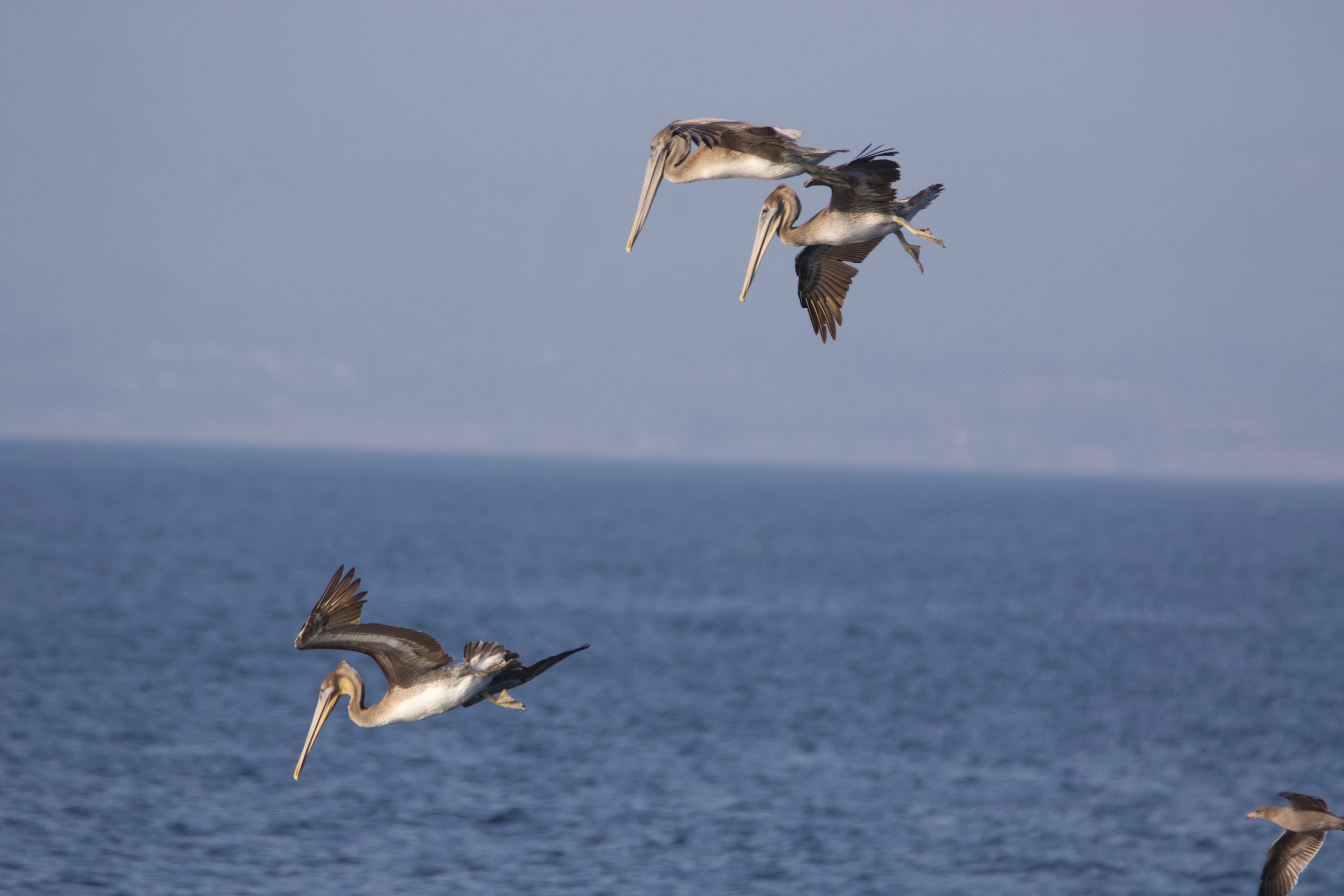 Three pelicans diving towards the ocean against a clear blue sky background.