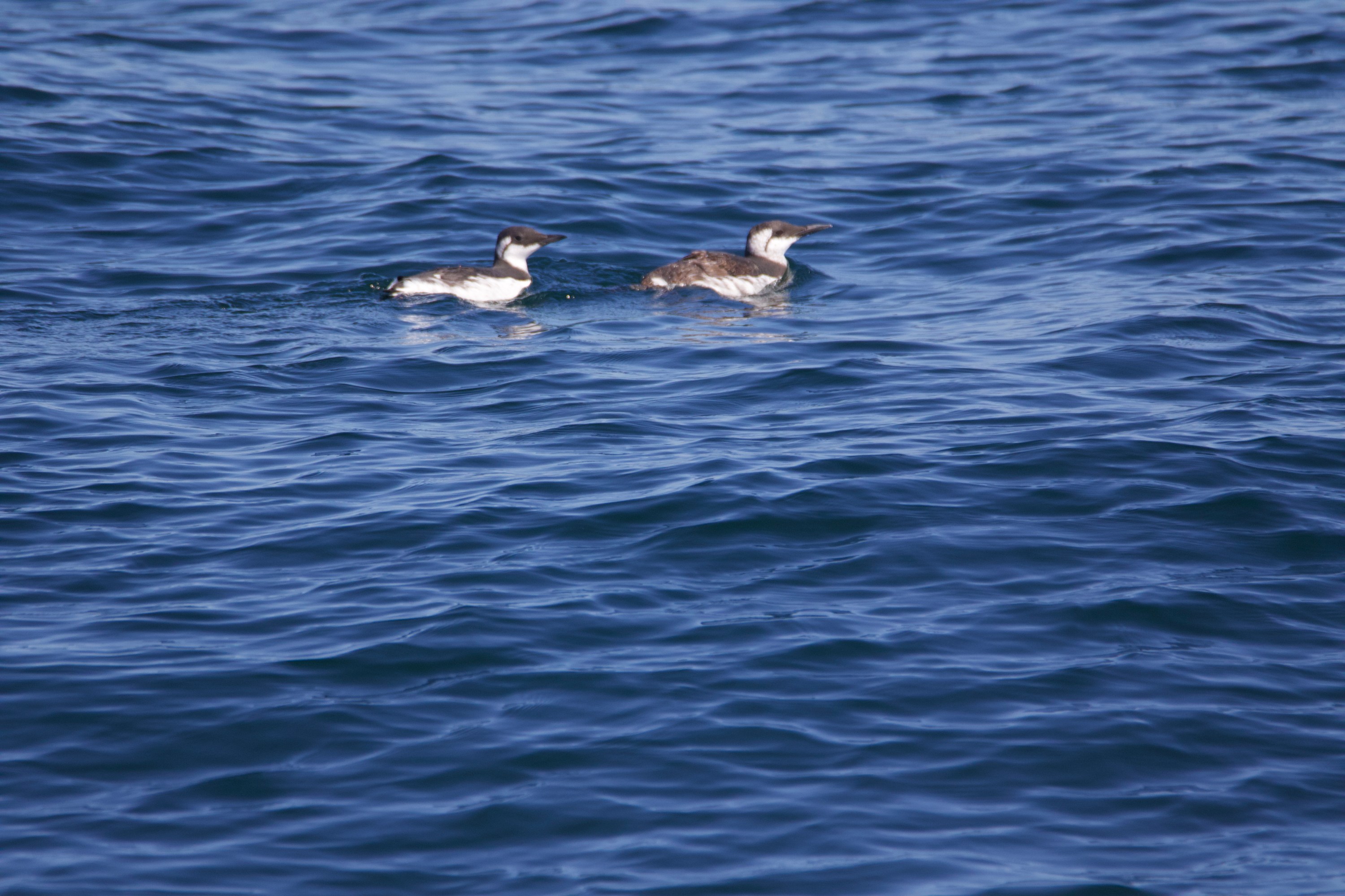 Two seabirds swim on the blue, slightly wavy ocean surface.