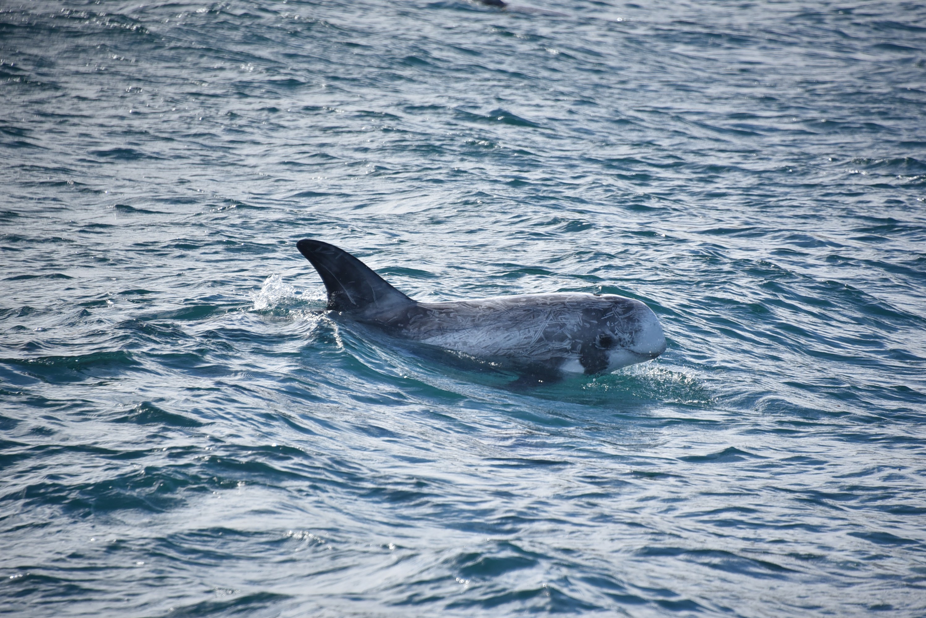 A whale swimming near the ocean surface with its dorsal fin visible.