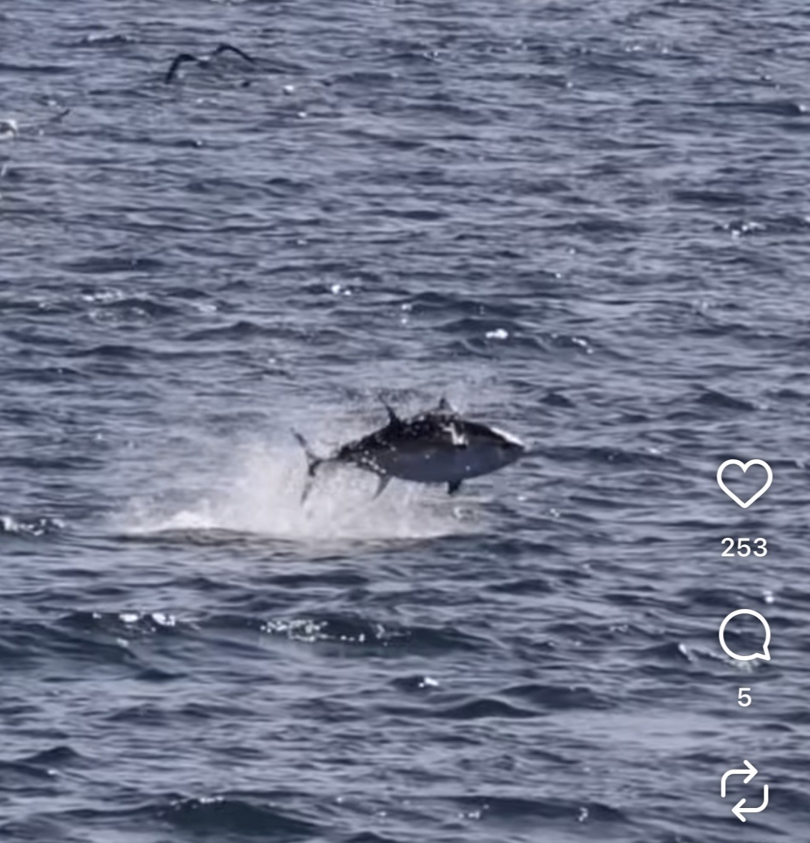 A large fish jumps out of the ocean, creating a splash.