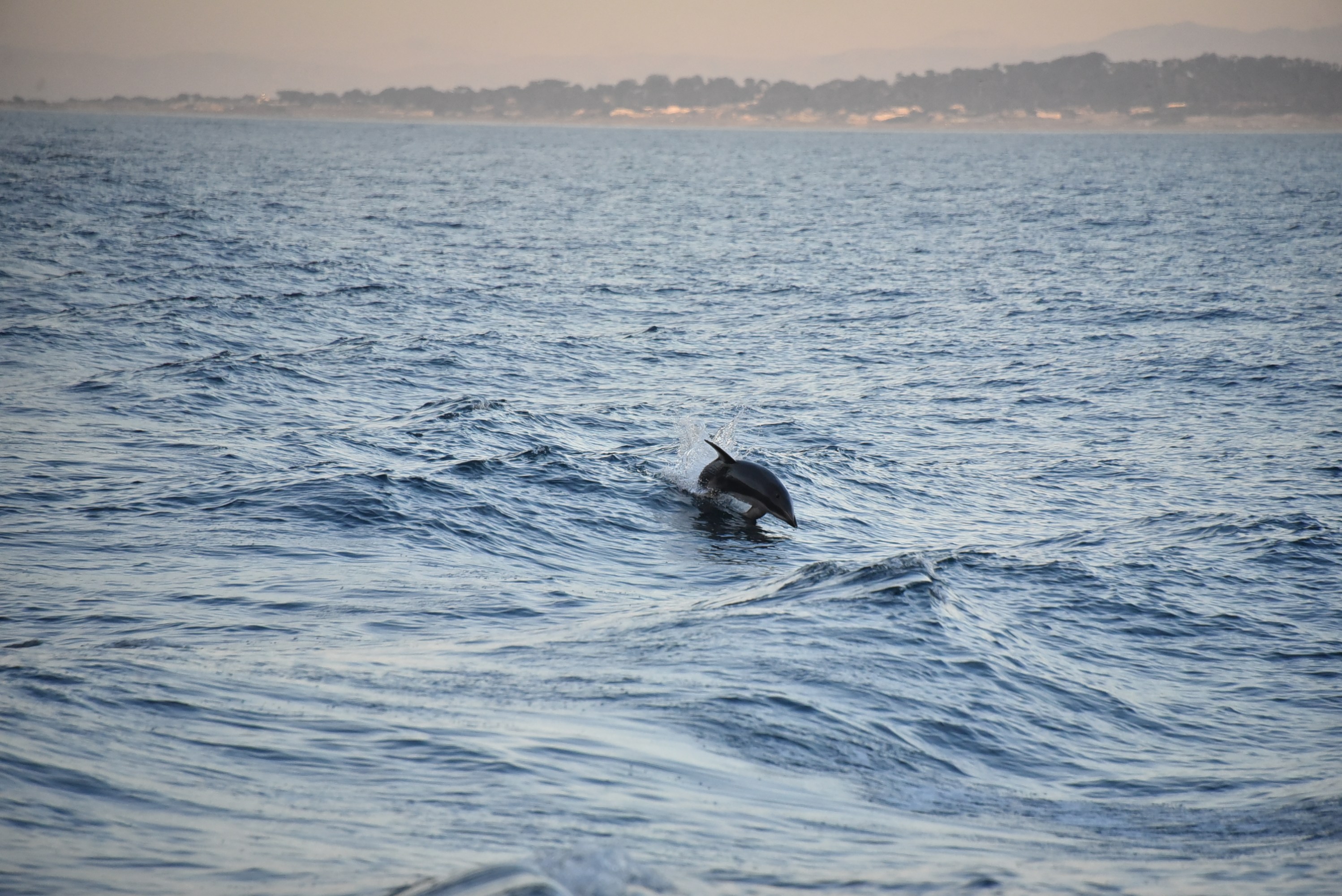 A dolphin jumping out of the ocean near the shoreline.