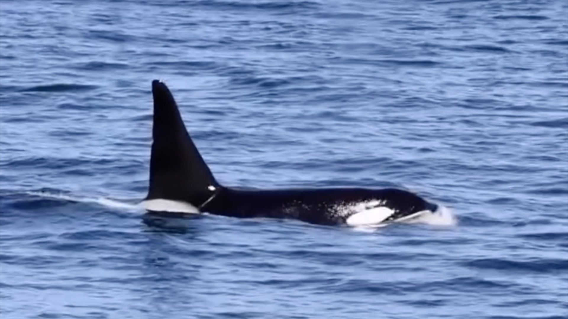 Orca swimming in the ocean with its dorsal fin above the water.