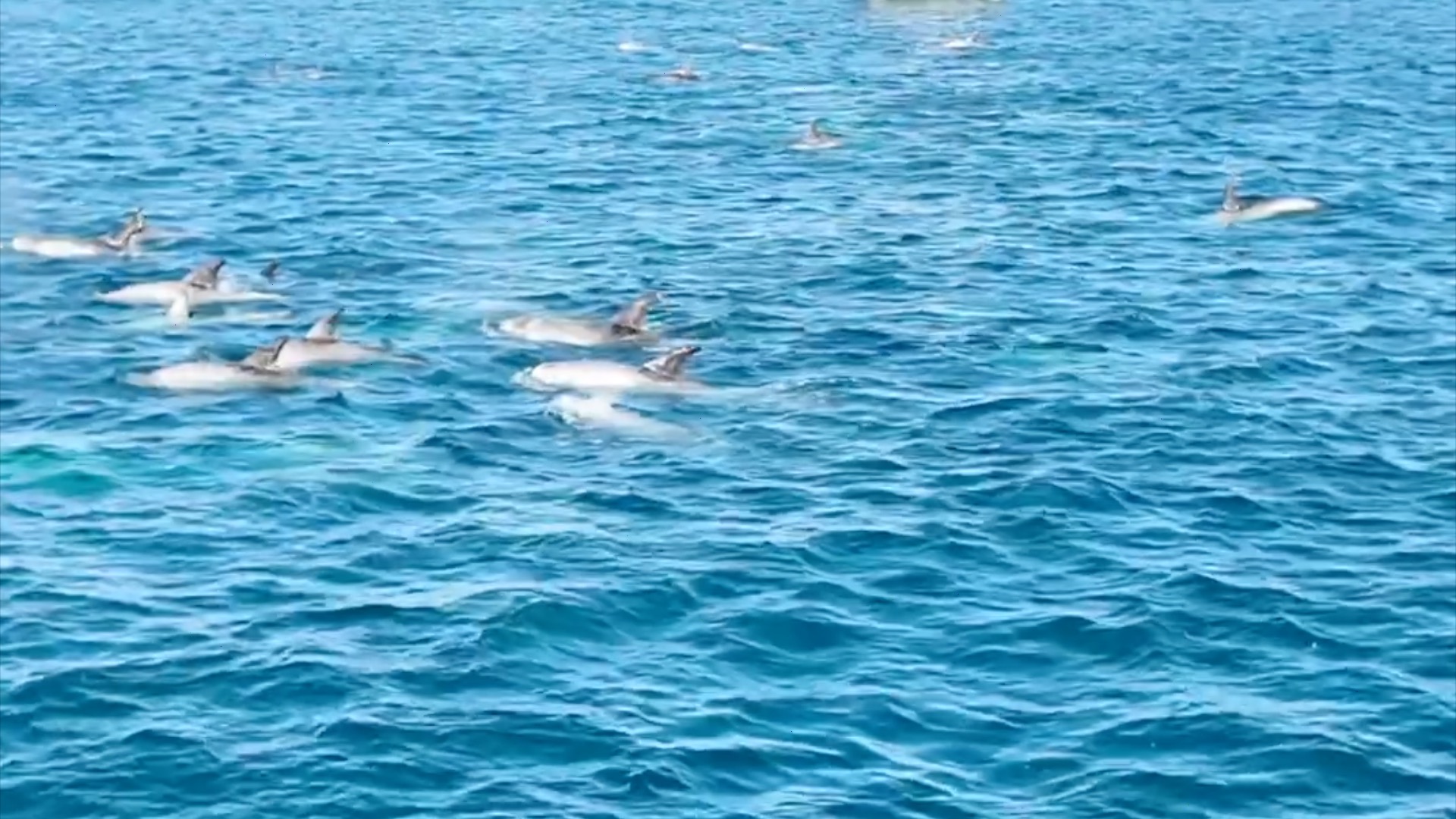 A pod of dolphins swimming in clear blue ocean water.
