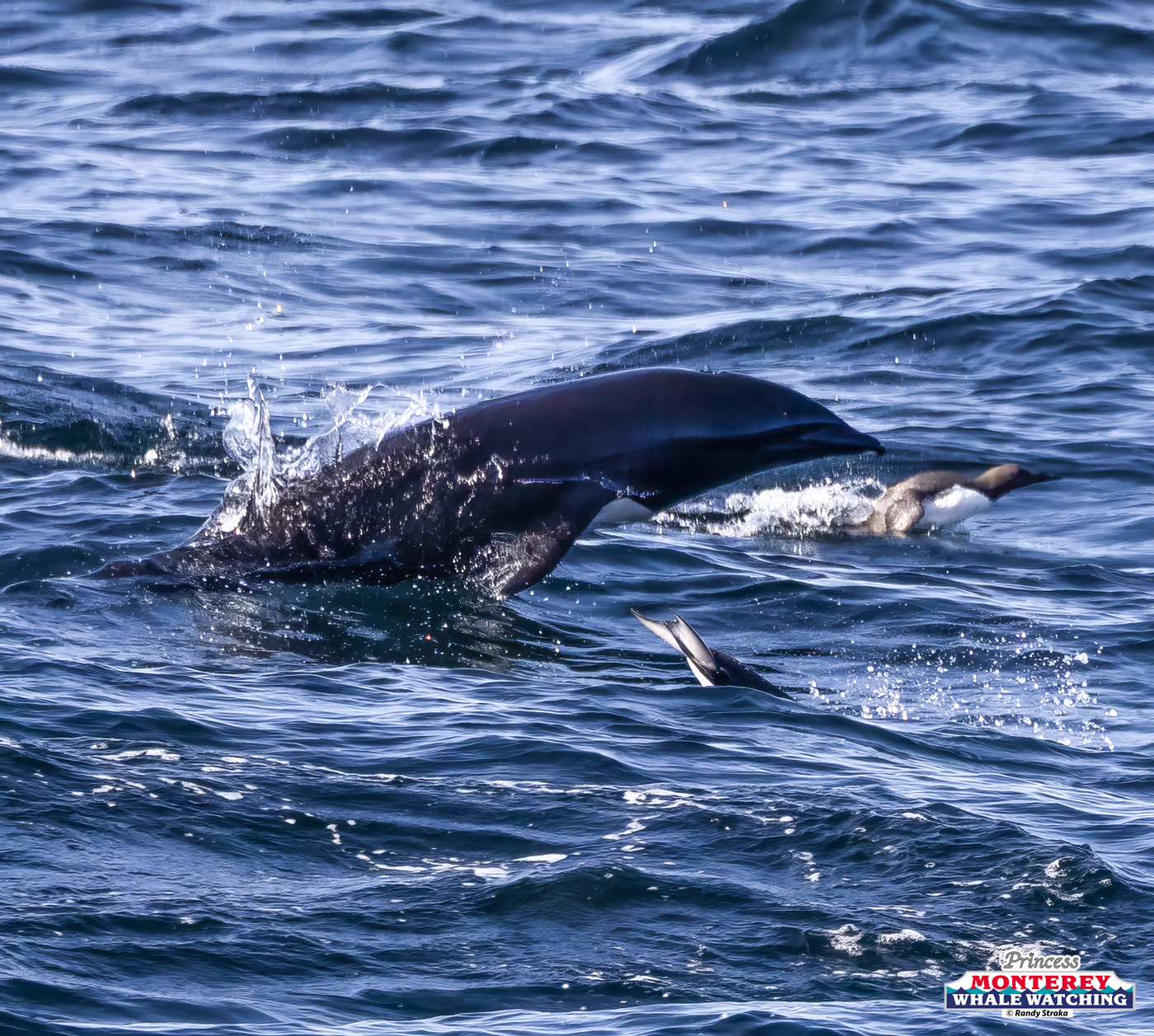Dolphins swimming and jumping in the ocean with splashes.