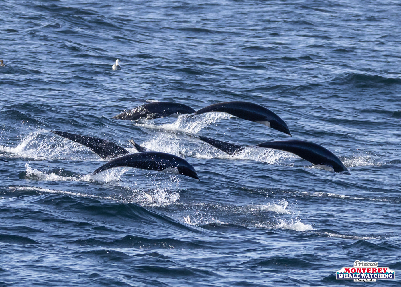Several dolphins leaping through ocean waves with visible splashes.