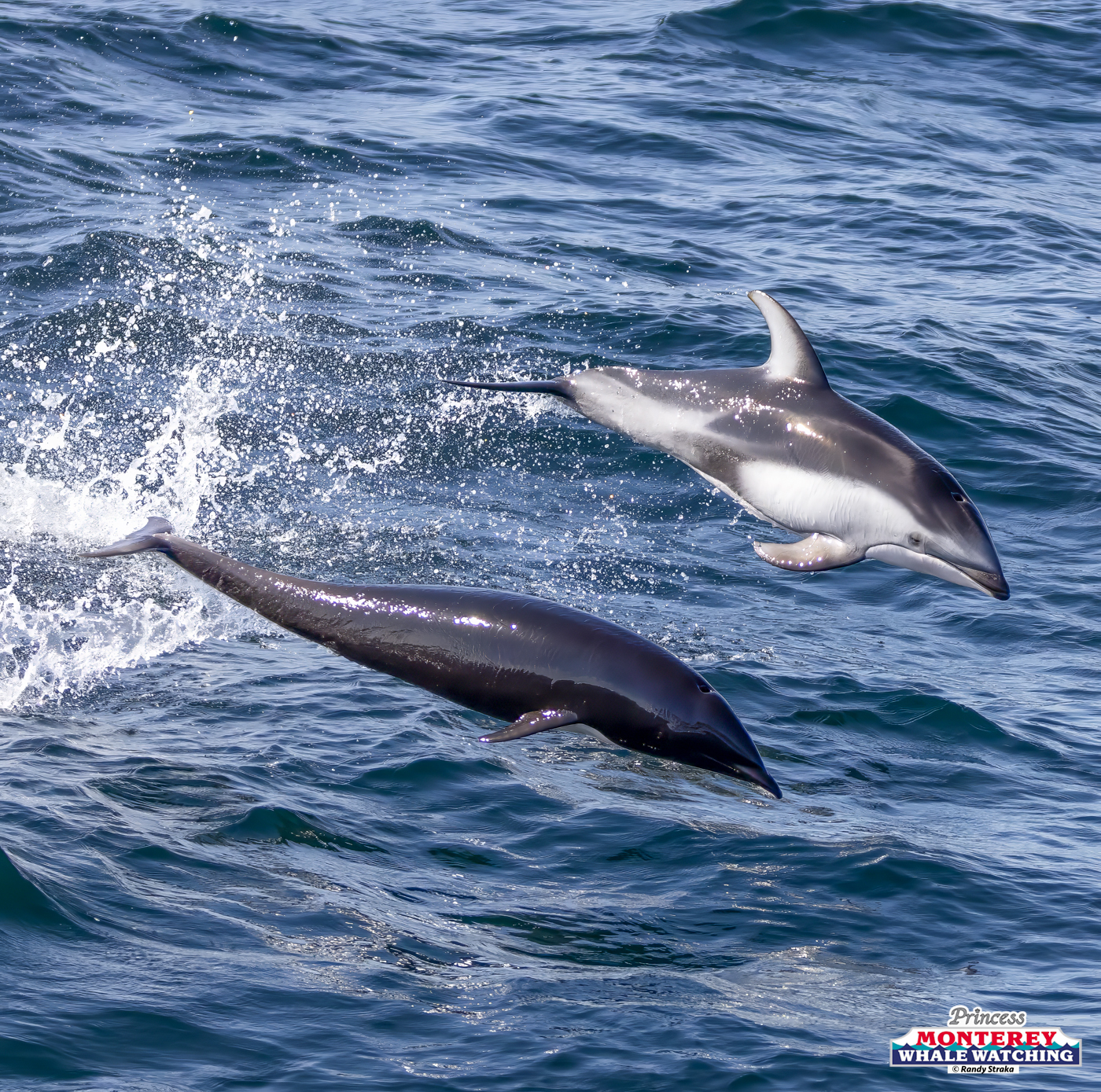 Two dolphins jumping out of the ocean water.
