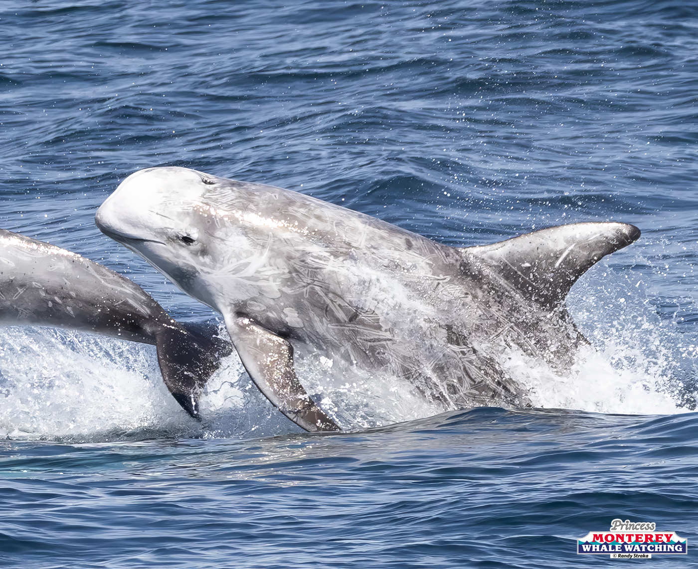 Two dolphins leaping out of the ocean, creating splashes in the water.