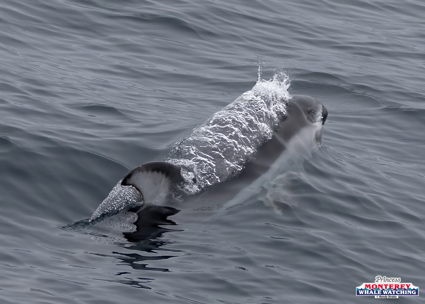 Dolphin swimming beneath water surface with visible splash in ocean.