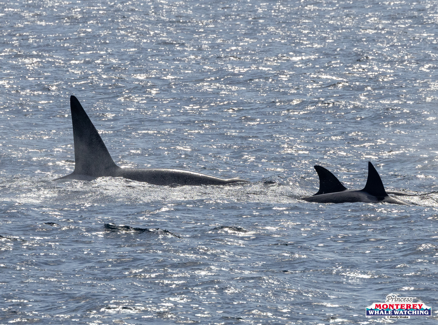 Two orcas swimming in ocean with dorsal fins visible.