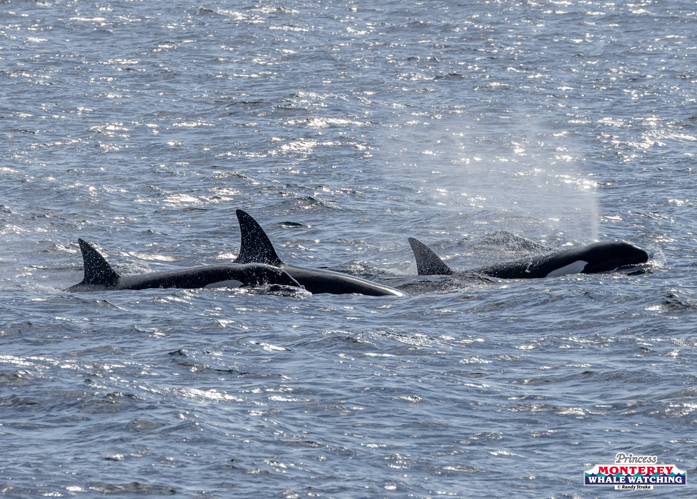 Three orcas swimming on the ocean surface with water splashing.