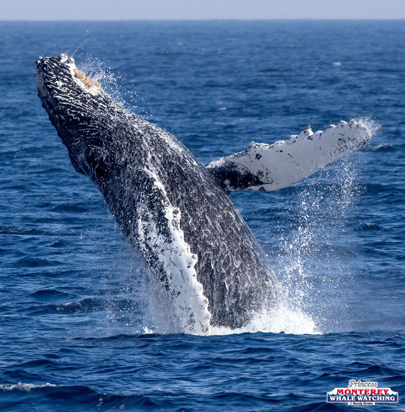Humpback whale breaching out of the ocean against a clear blue sky.