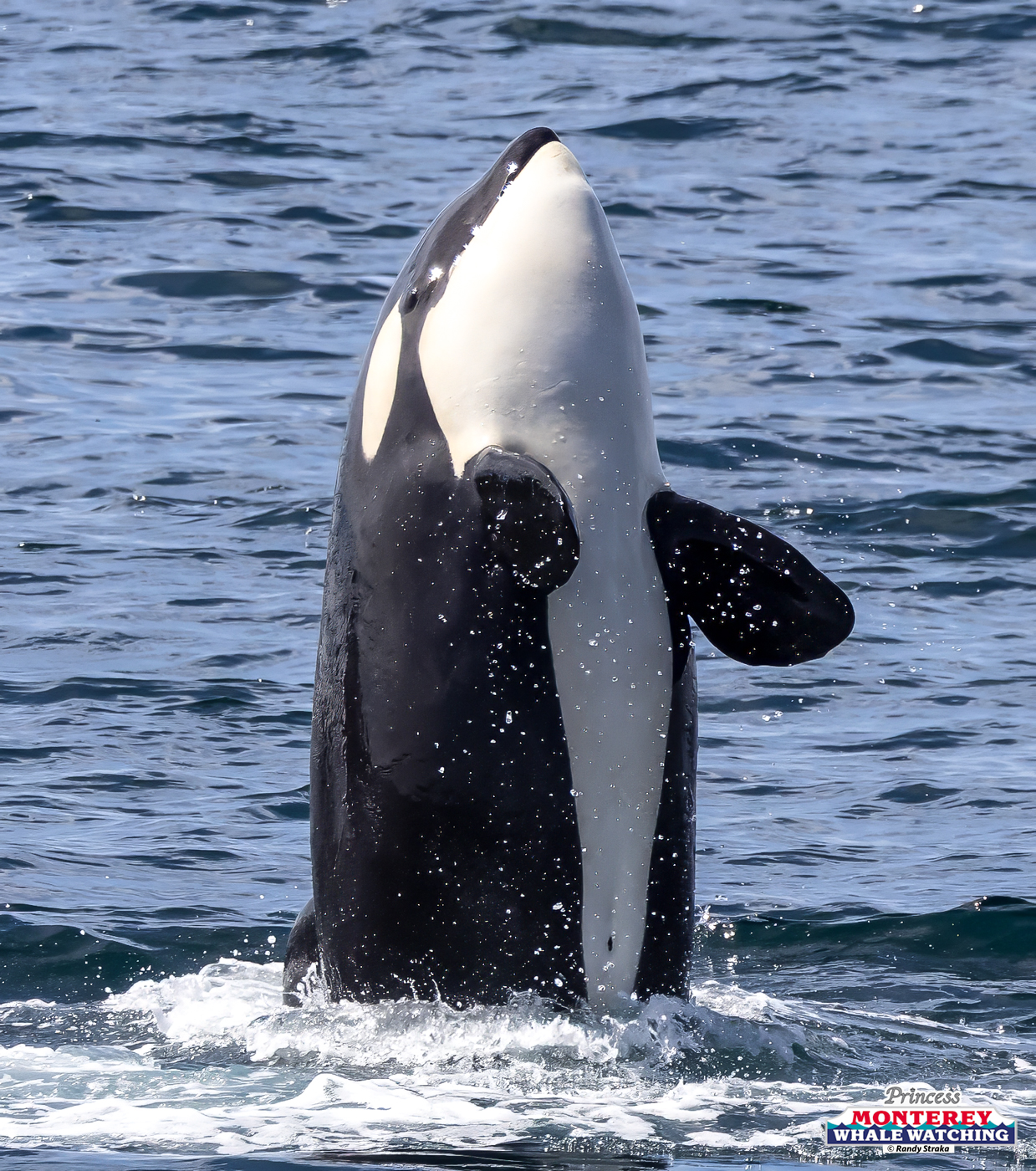 Orca breaching vertically in ocean waters.