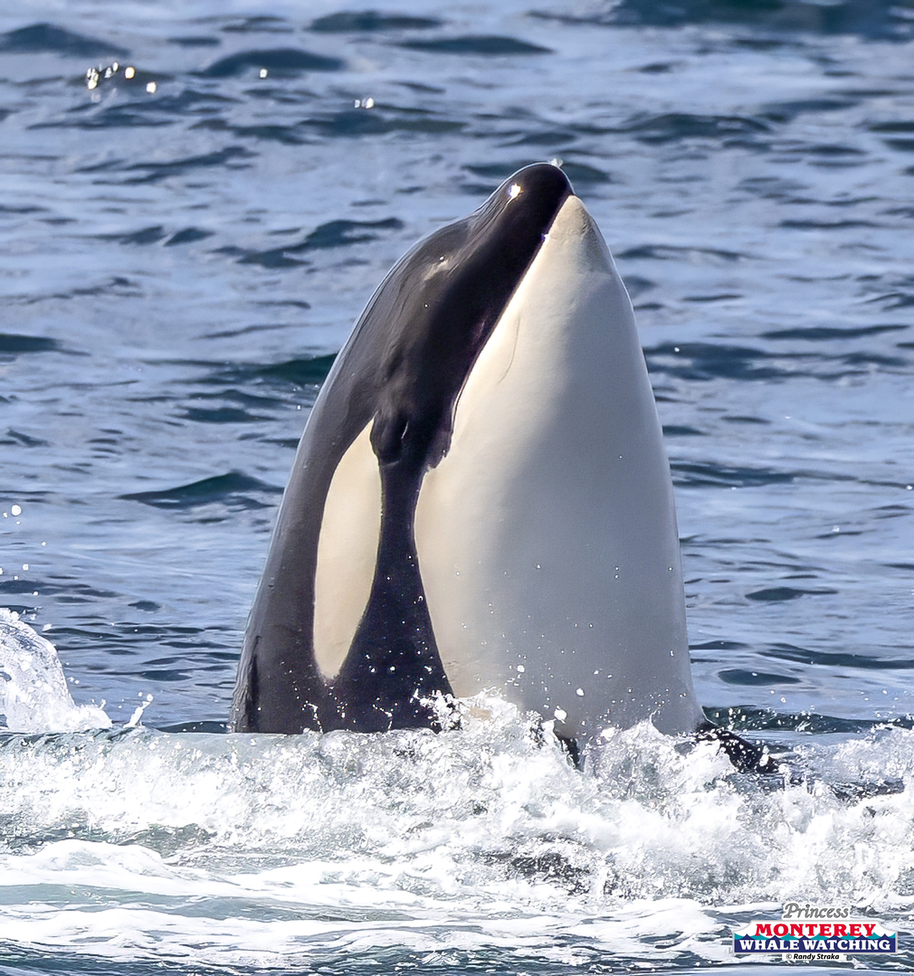 Orca leaping vertically from the ocean with water splashes around.