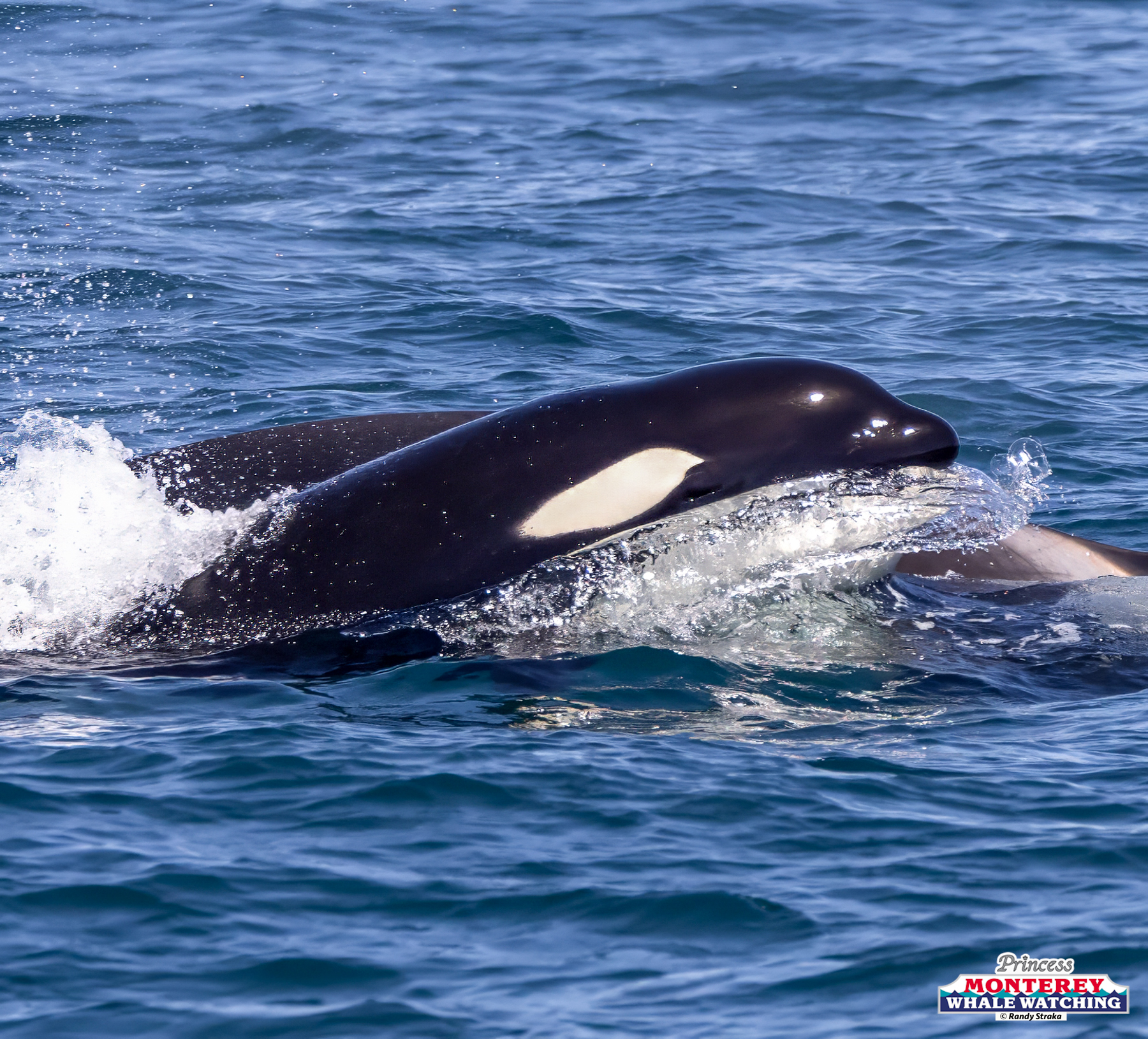 Orca calf swimming beside an adult in the ocean, producing a splash.