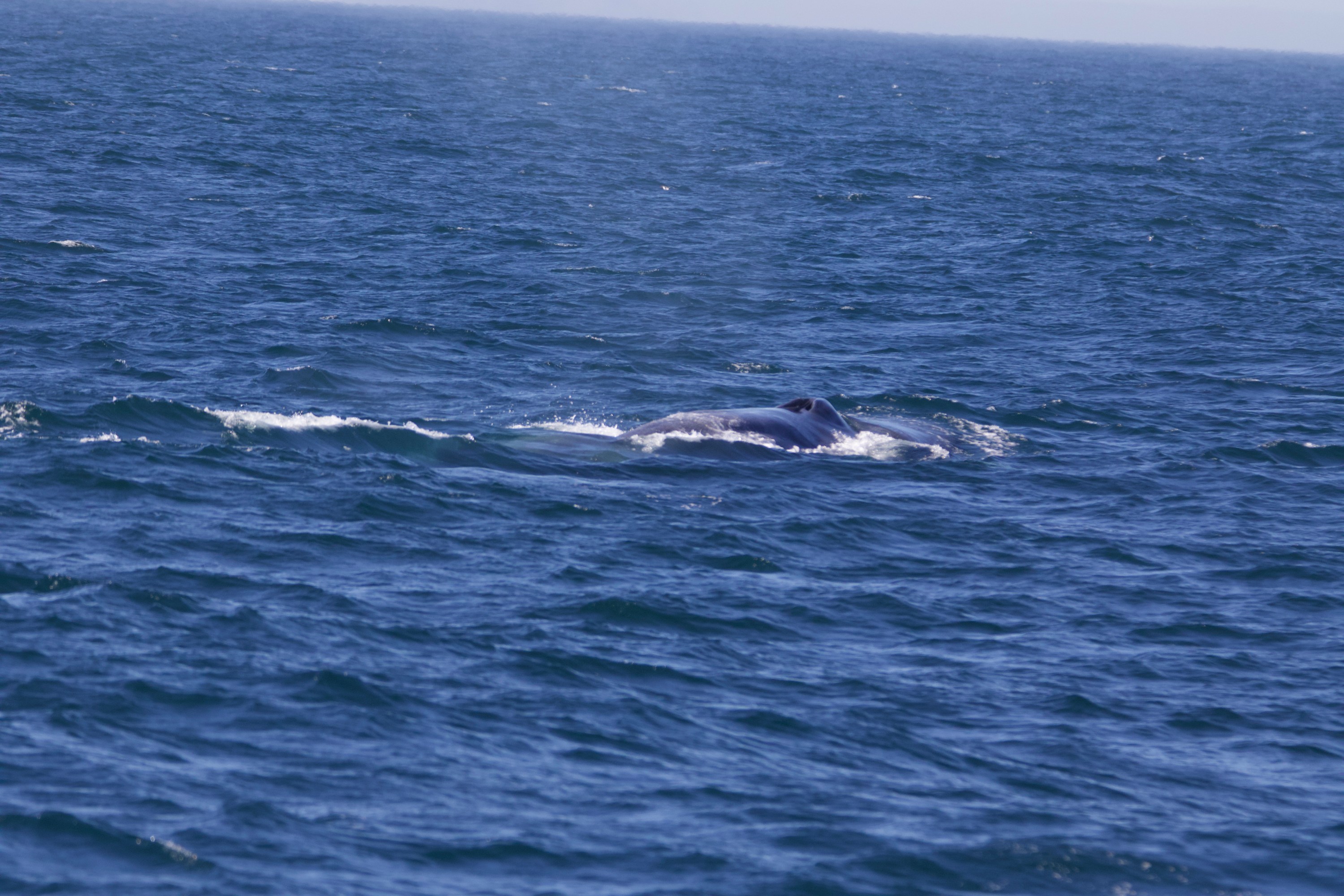 A whale surfacing in the open ocean with visible blowhole.