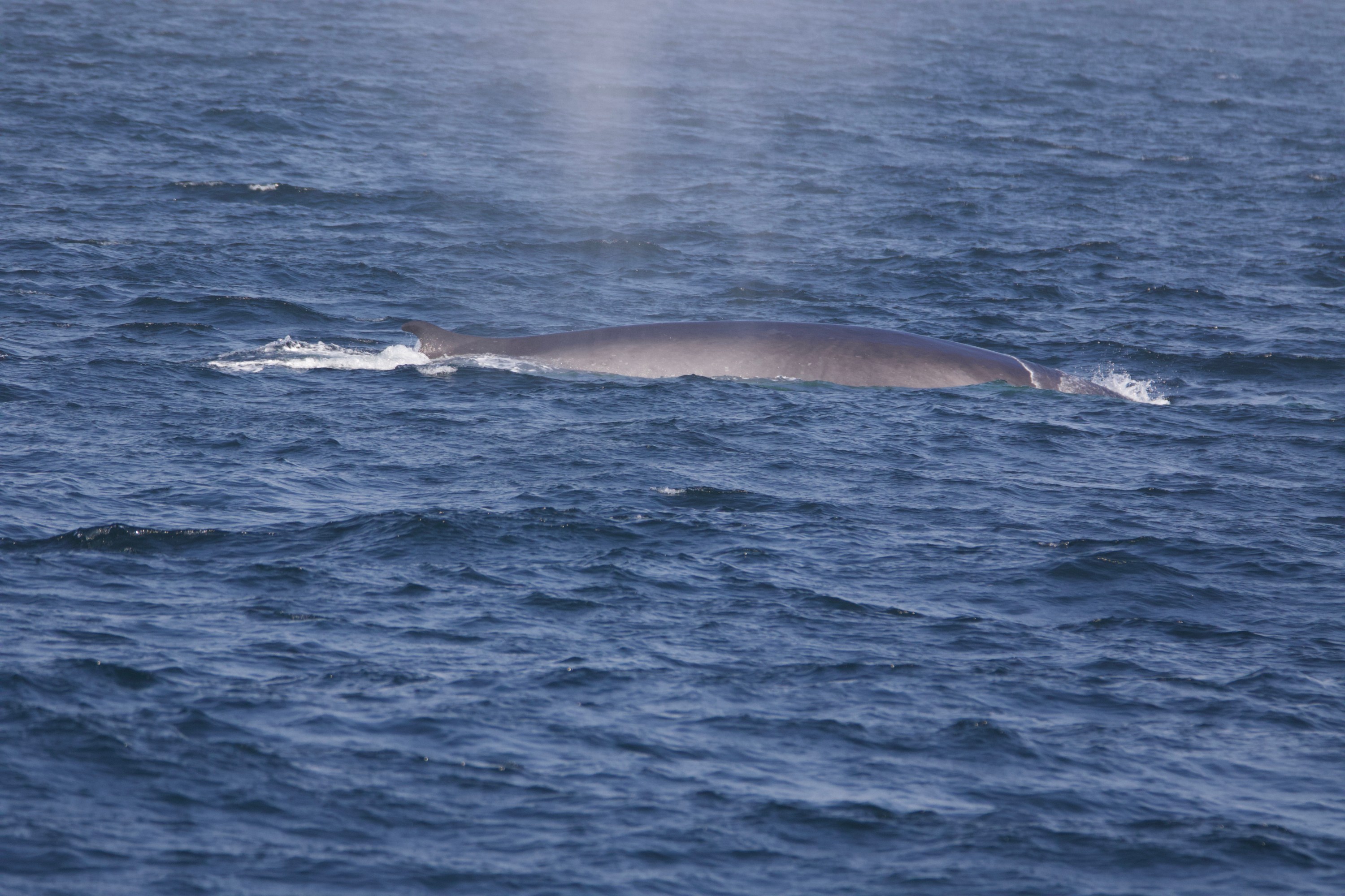 Whale surfacing in ocean, water spout visible.