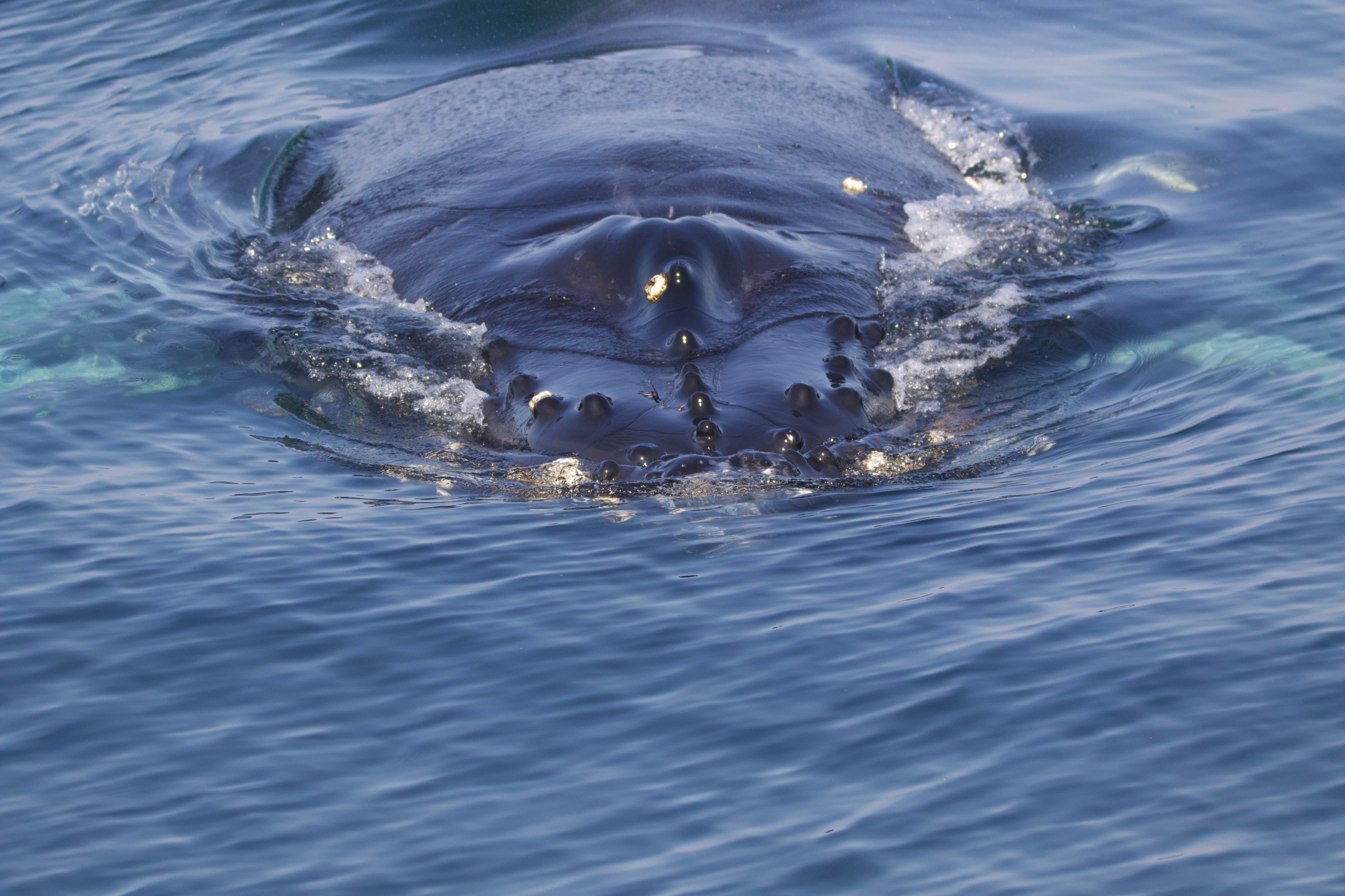 Close-up of a whale's head emerging from the water.