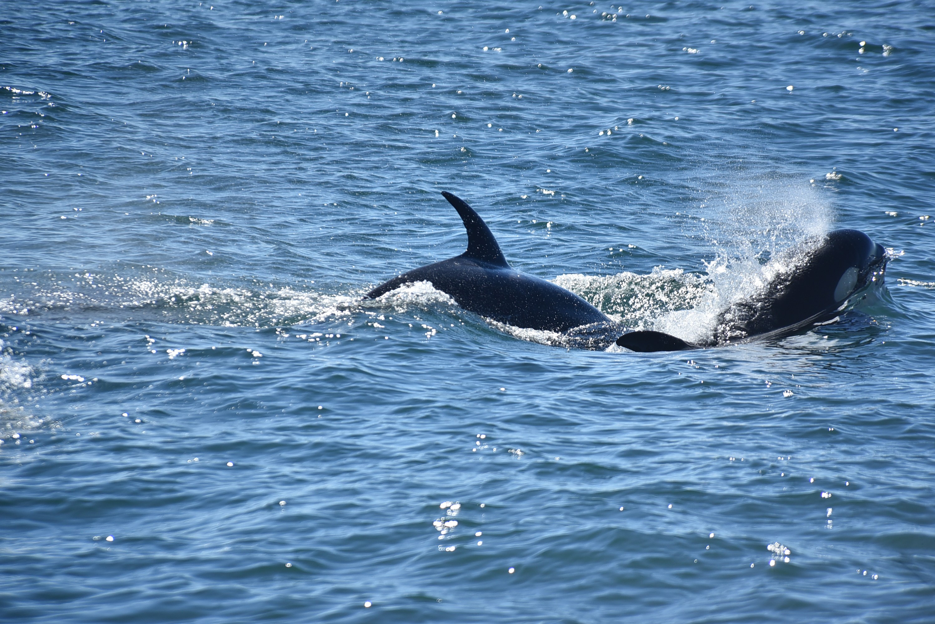 Orca swimming in the ocean, partially emerging with dorsal fin visible.