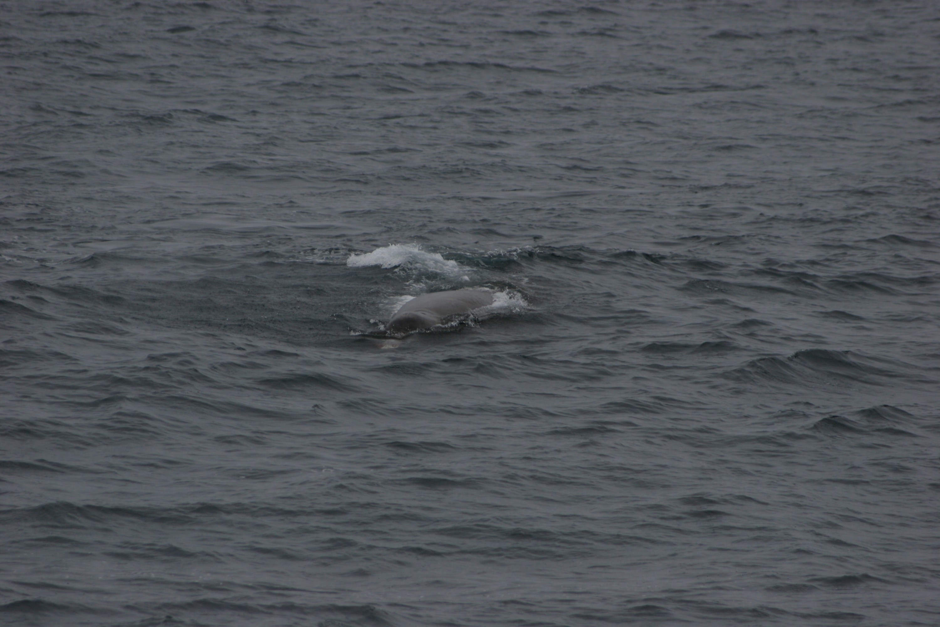 Dolphin surfacing in a wavy ocean.