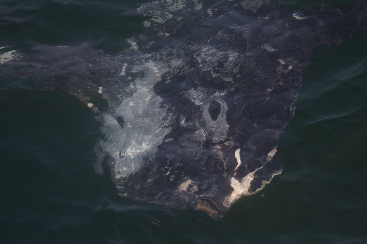 Underwater view of a large fish or marine creature near the surface.