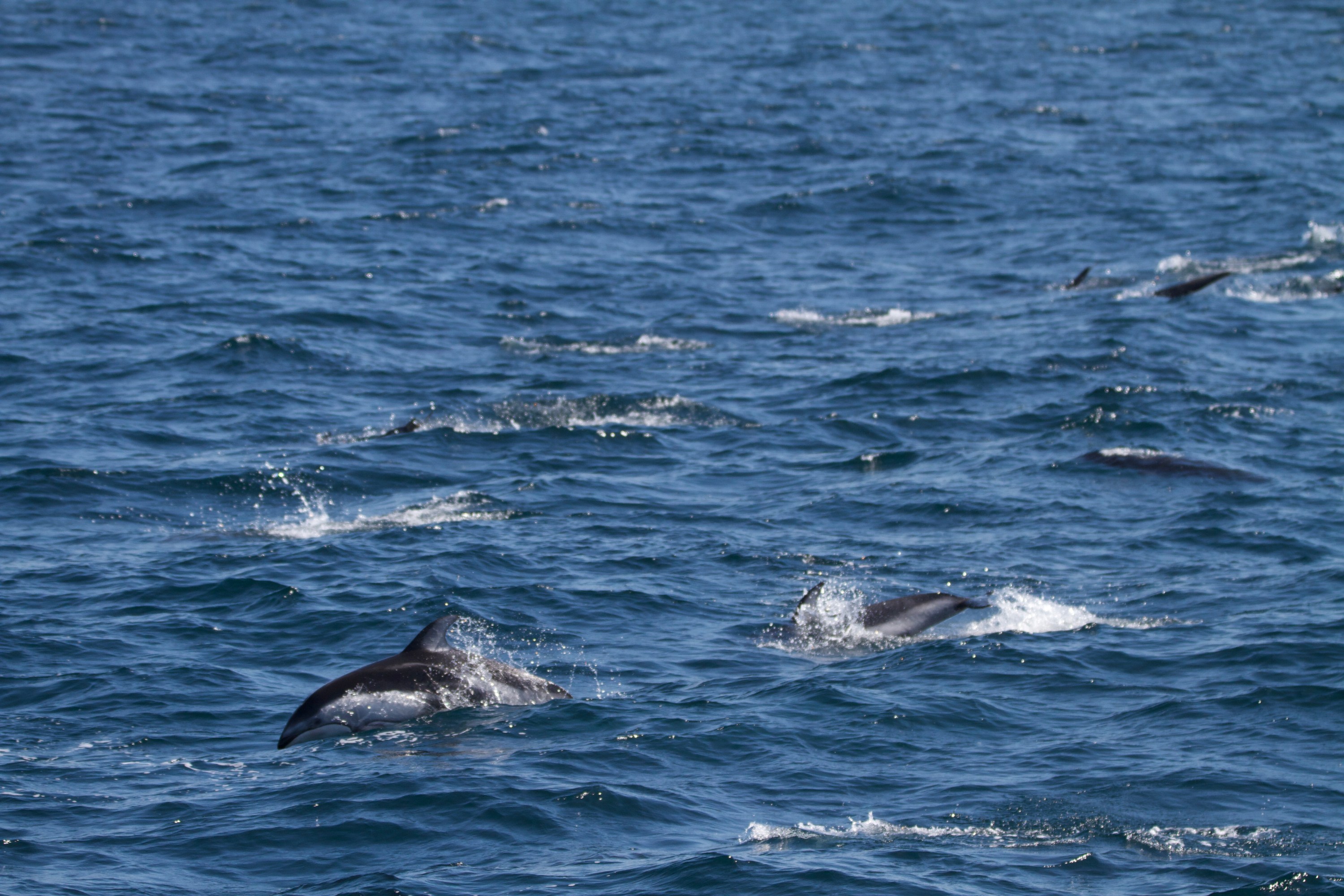 Dolphins swimming in the ocean with visible fins breaking the water's surface.