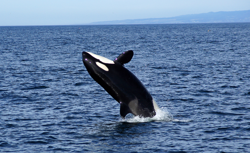 Orca breaching out of the ocean with horizon in the background.