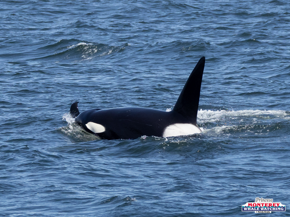 Orca swimming in ocean with dorsal fin visible above water surface.