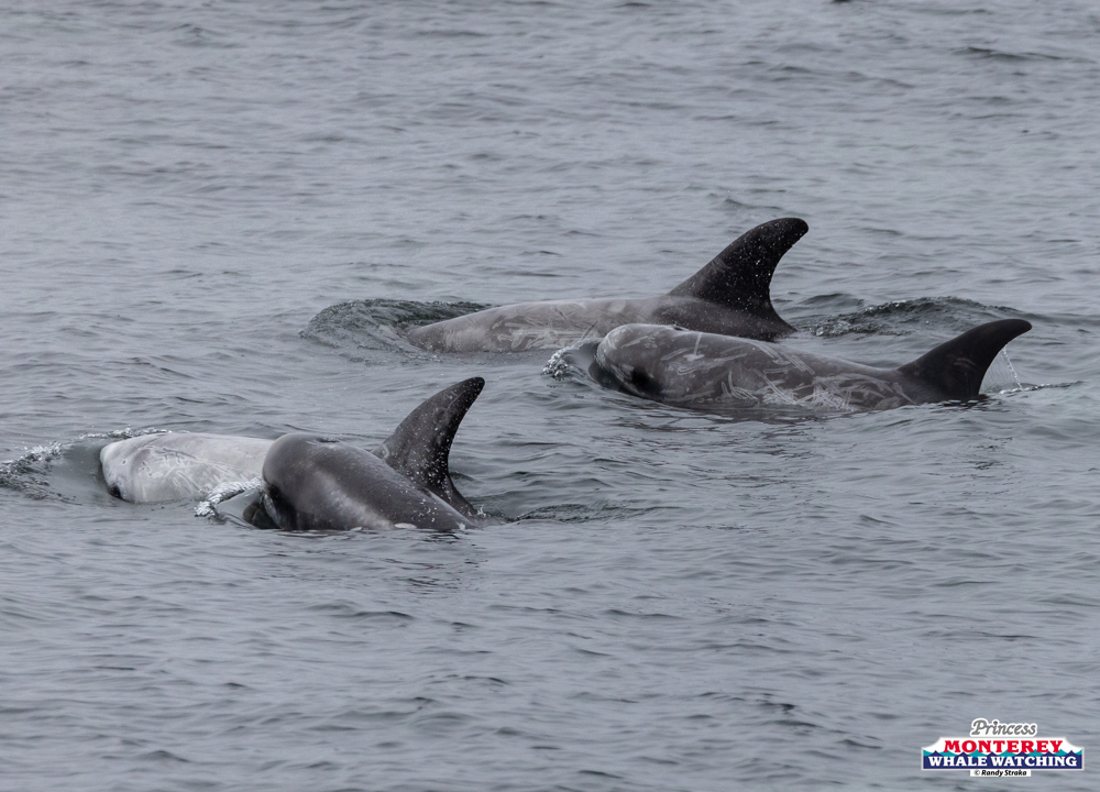 Four dolphins swimming close together in the ocean.