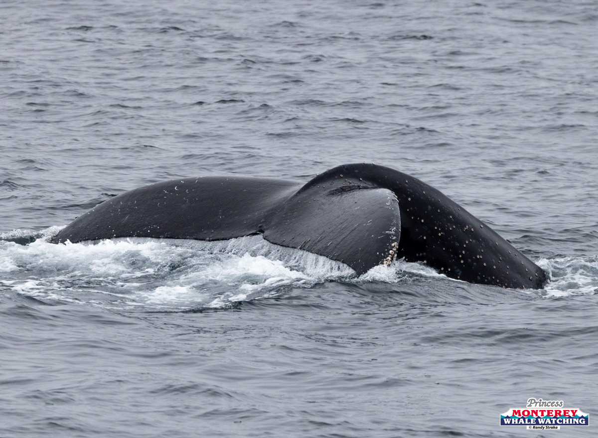Whale tail emerges above ocean surface with visible water ripples.