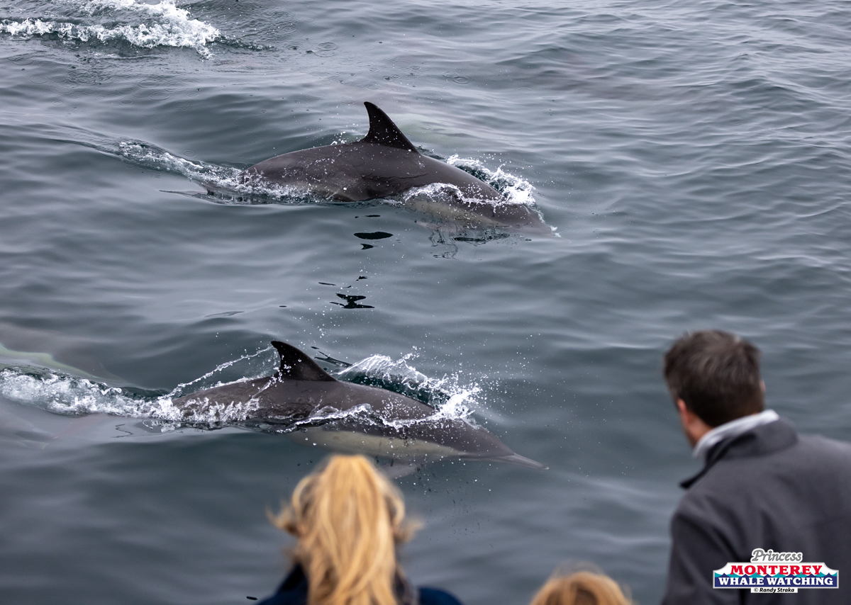 Three dolphins swimming near a boat with people watching.
