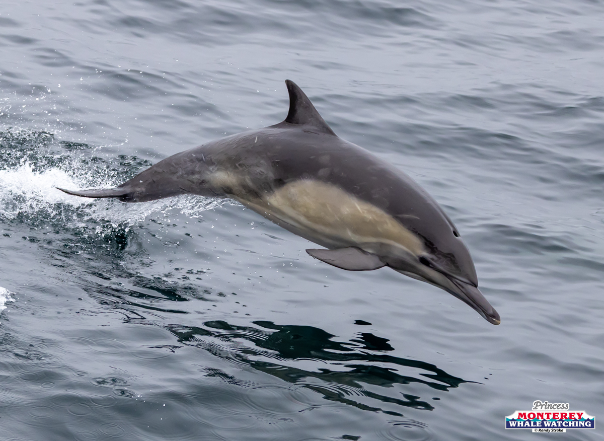 A dolphin leaping out of the ocean near a boat.