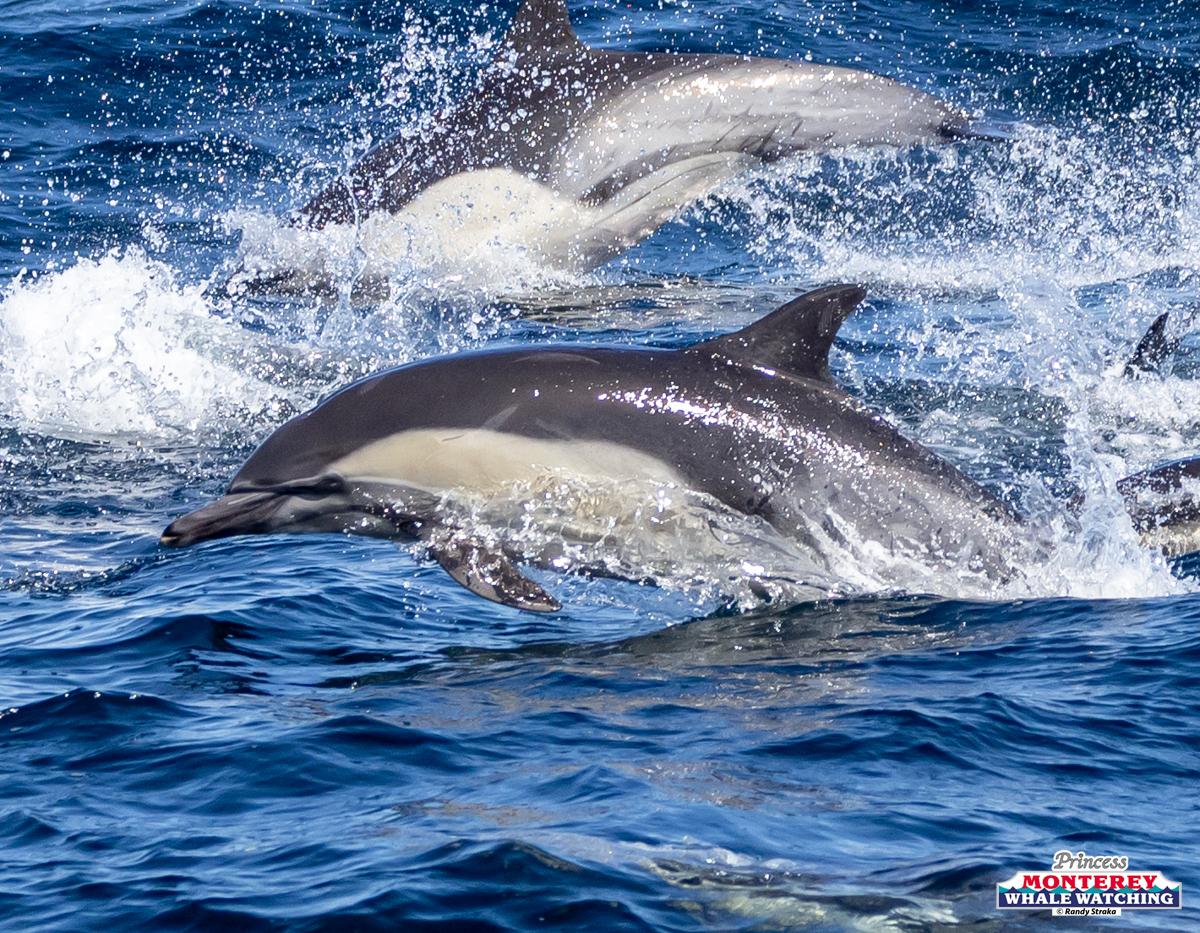 Two dolphins swimming and leaping in the ocean waves.