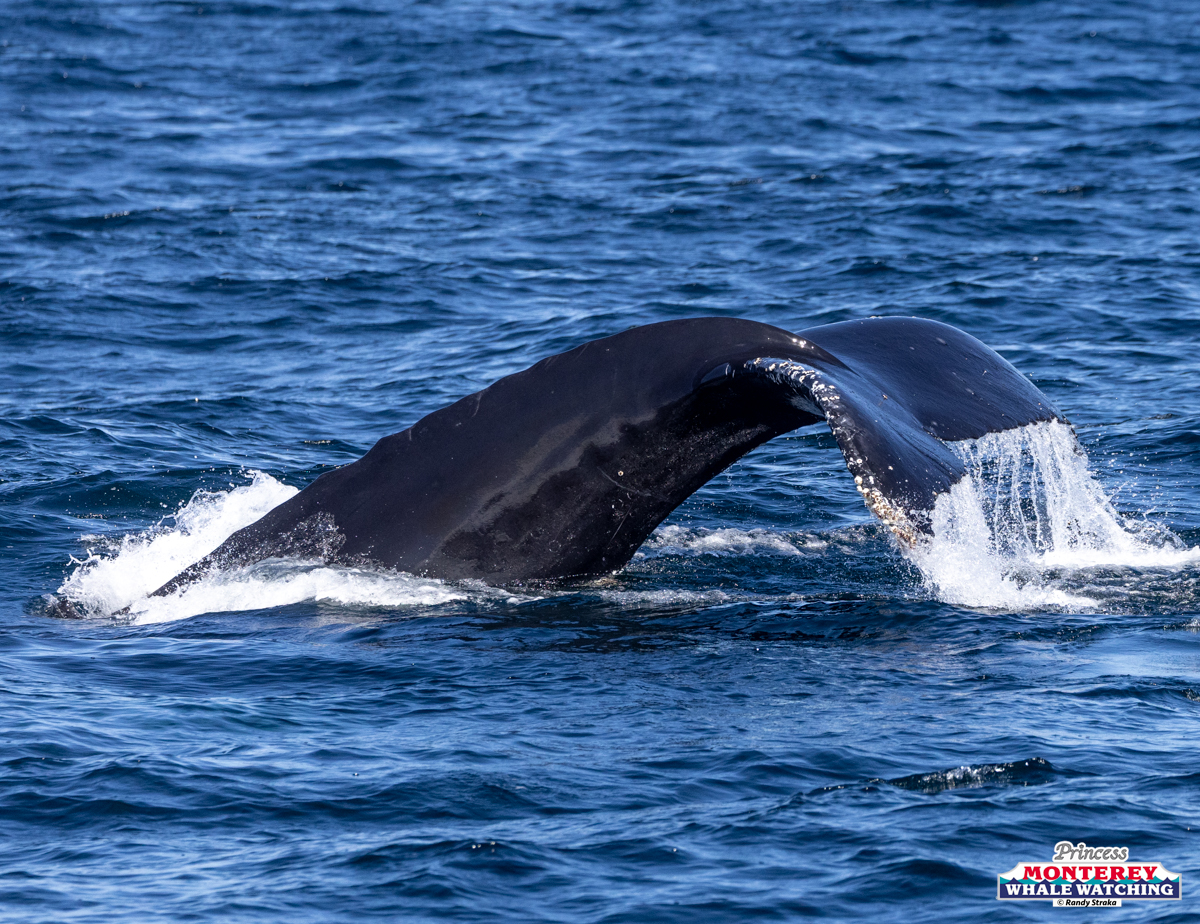 Whale tail emerging from the ocean water.